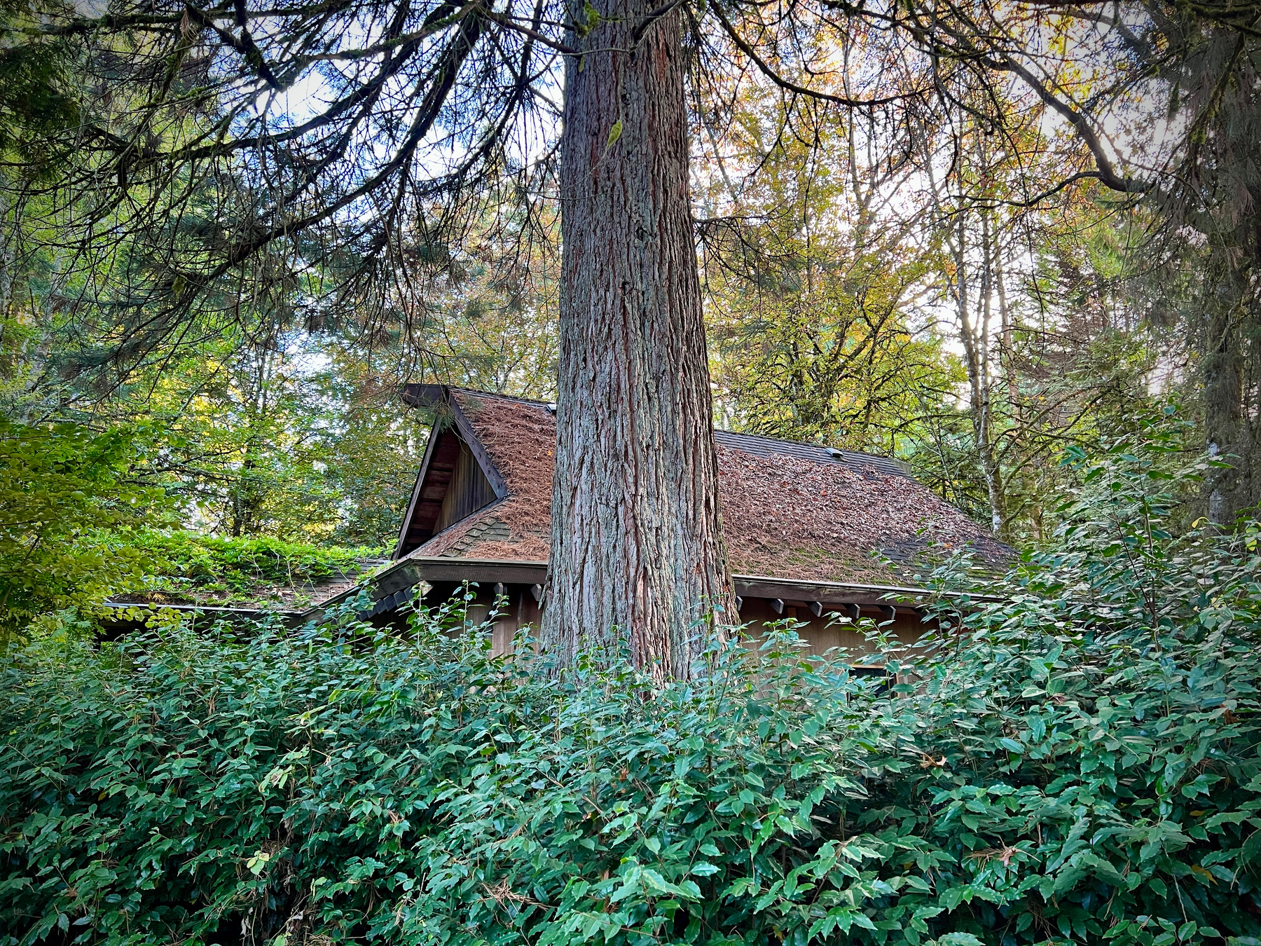 A small rustic house with a sloped roof is partially hidden behind dense green bushes and tall trees in a forested area.