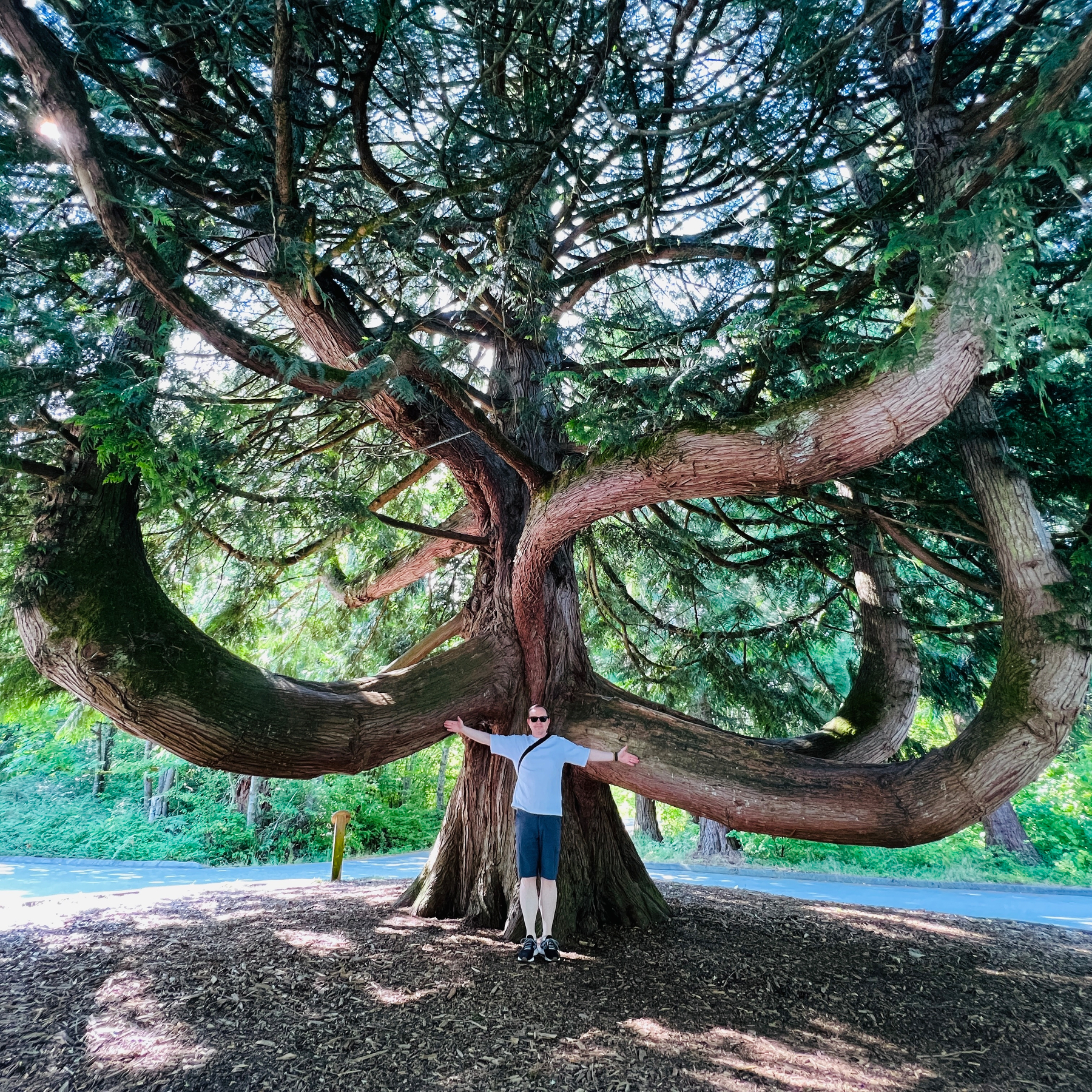 Chad poses with an absolutely massive fir tree