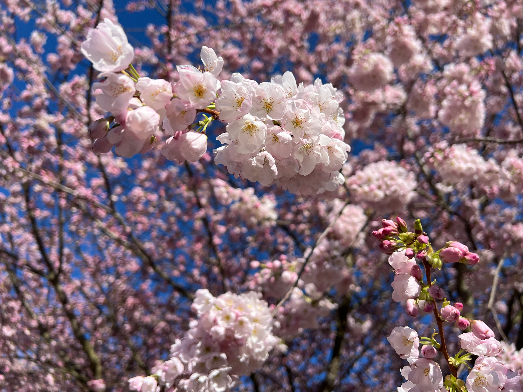 Some cherry blossoms wide open, others yet not open
