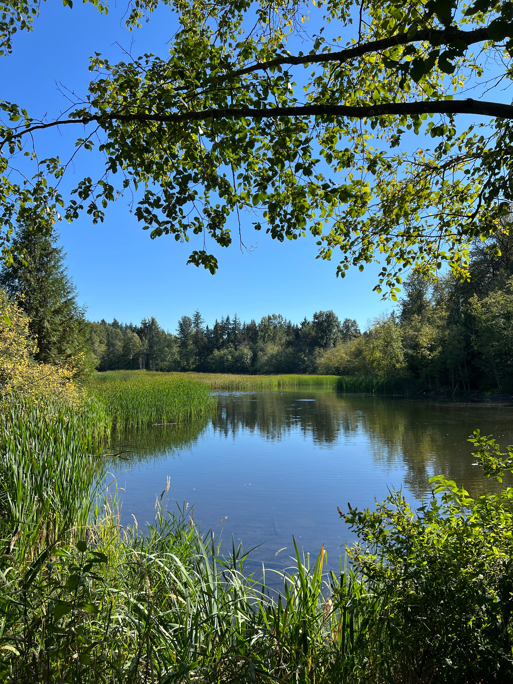 Reverse angle shot of the lake with lots of marshy cattails and grasses, framed with a couple branches of deciduous trees above. 