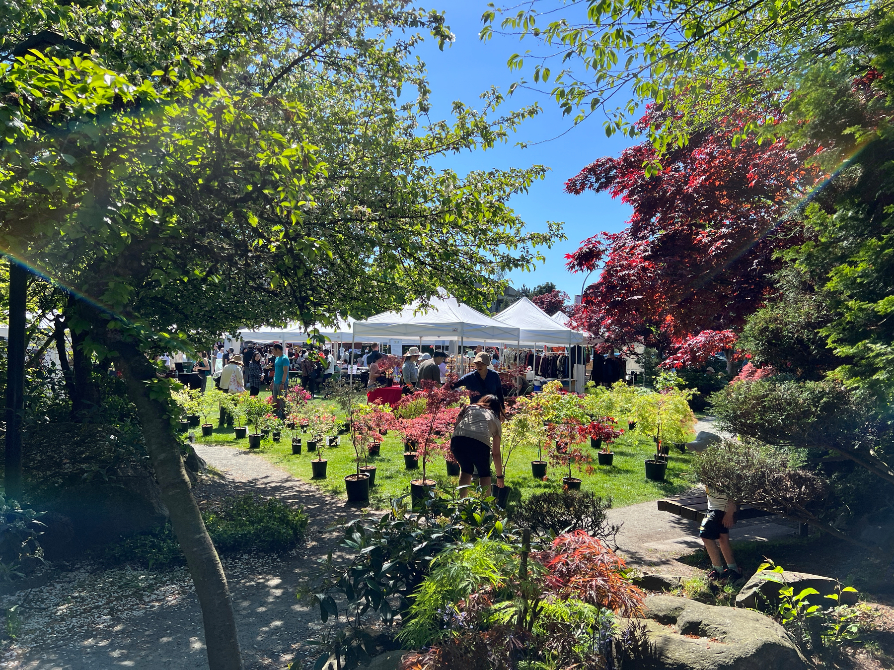 Through the trees you can see tents for different booths and a whole bunch of small Japanese maples and other plants for sale