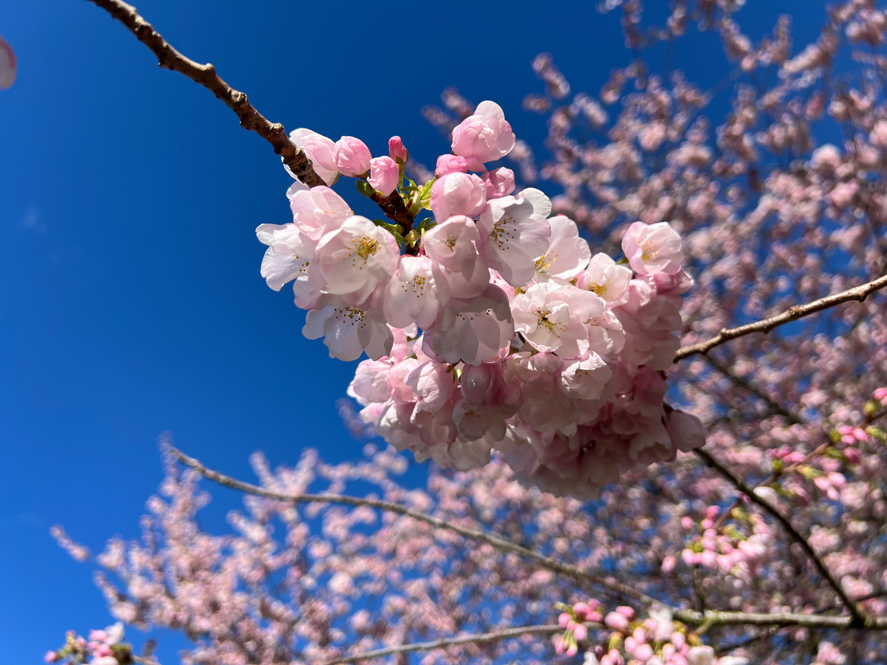 Up close cherry blossoms against blue sky