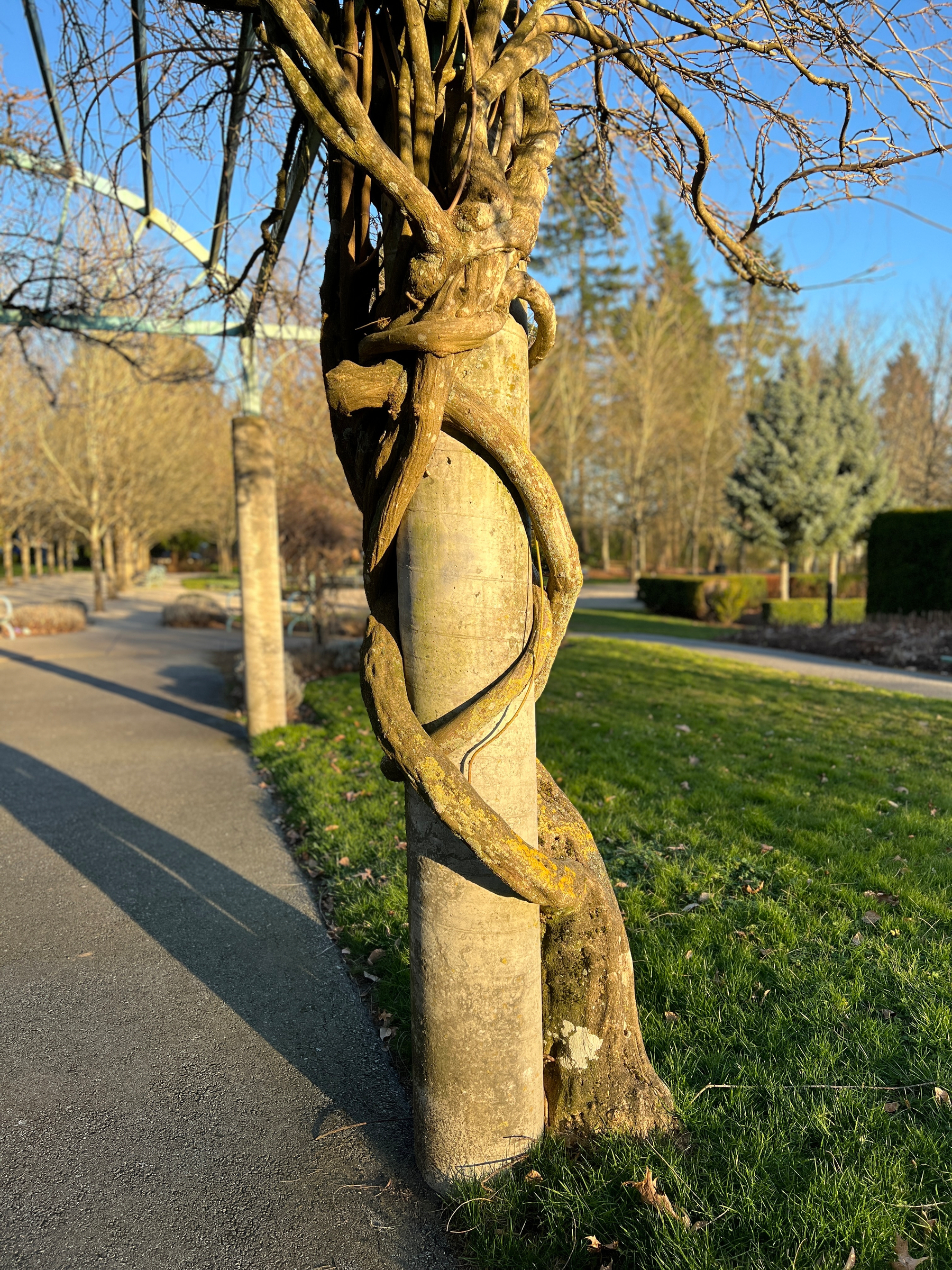 Wisteria roots wrapped around a cement pillar