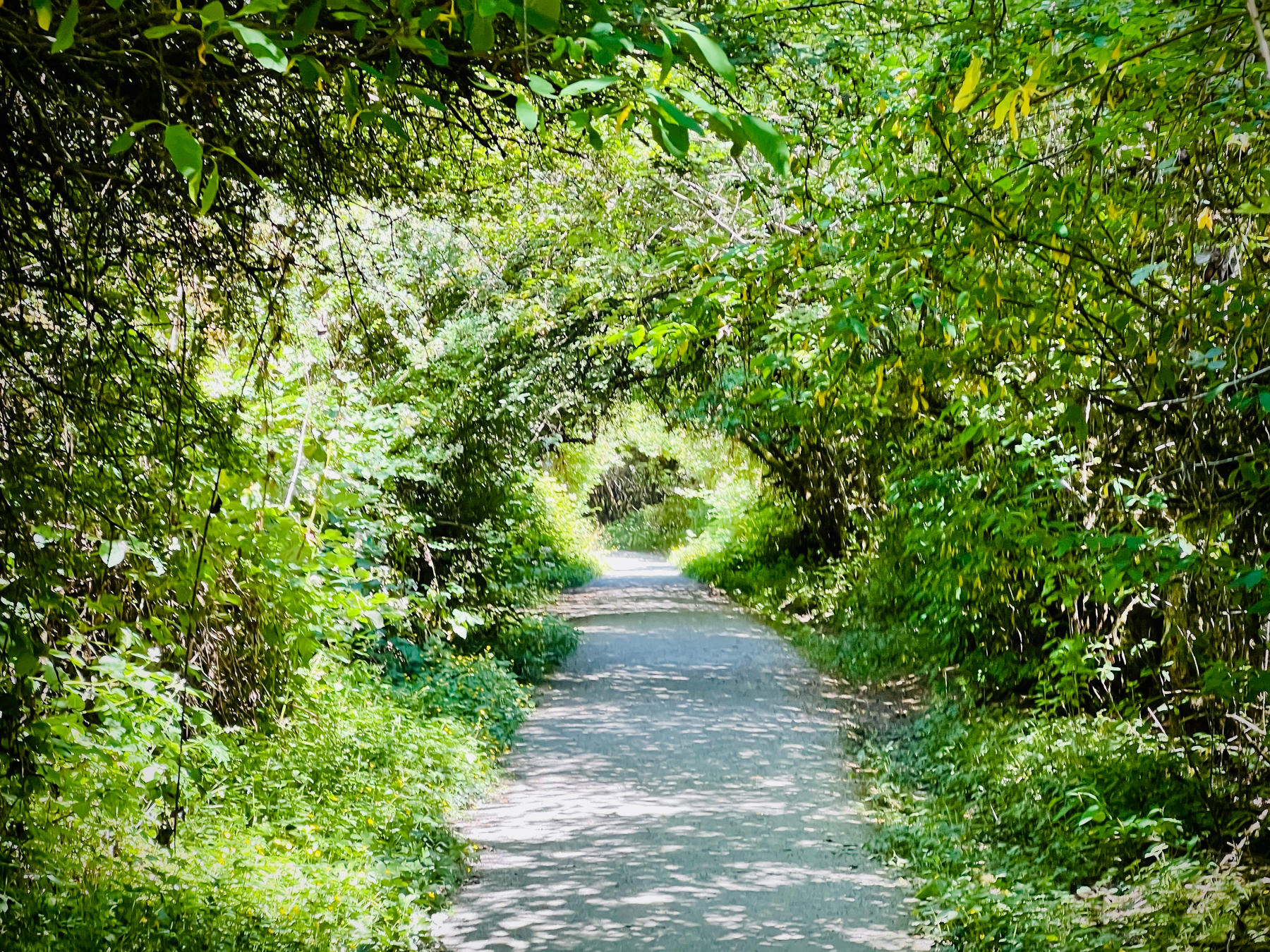 Forest path through a tunnel of trees and hedges