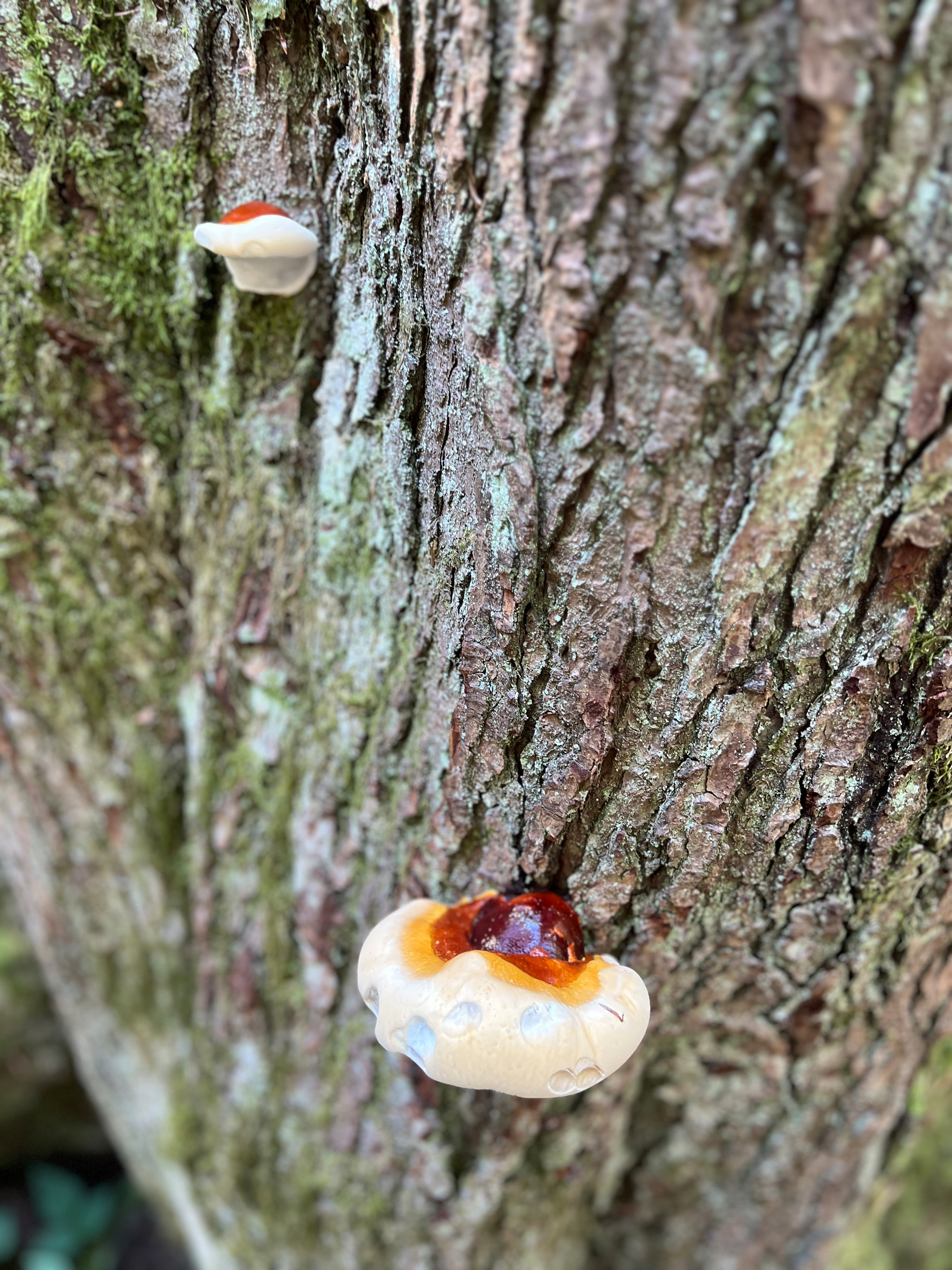 Some sort of mushroom that looks like it is capturing gooey tree sap. 