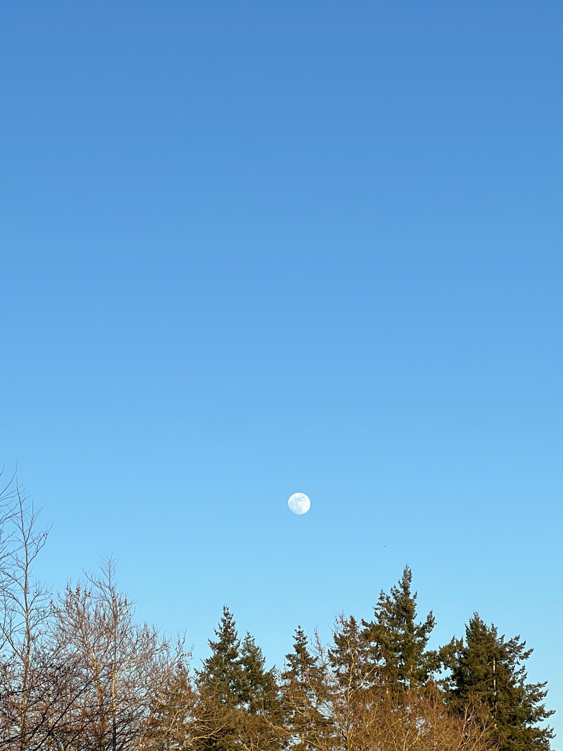 The moon in a clear blue sky above the trees