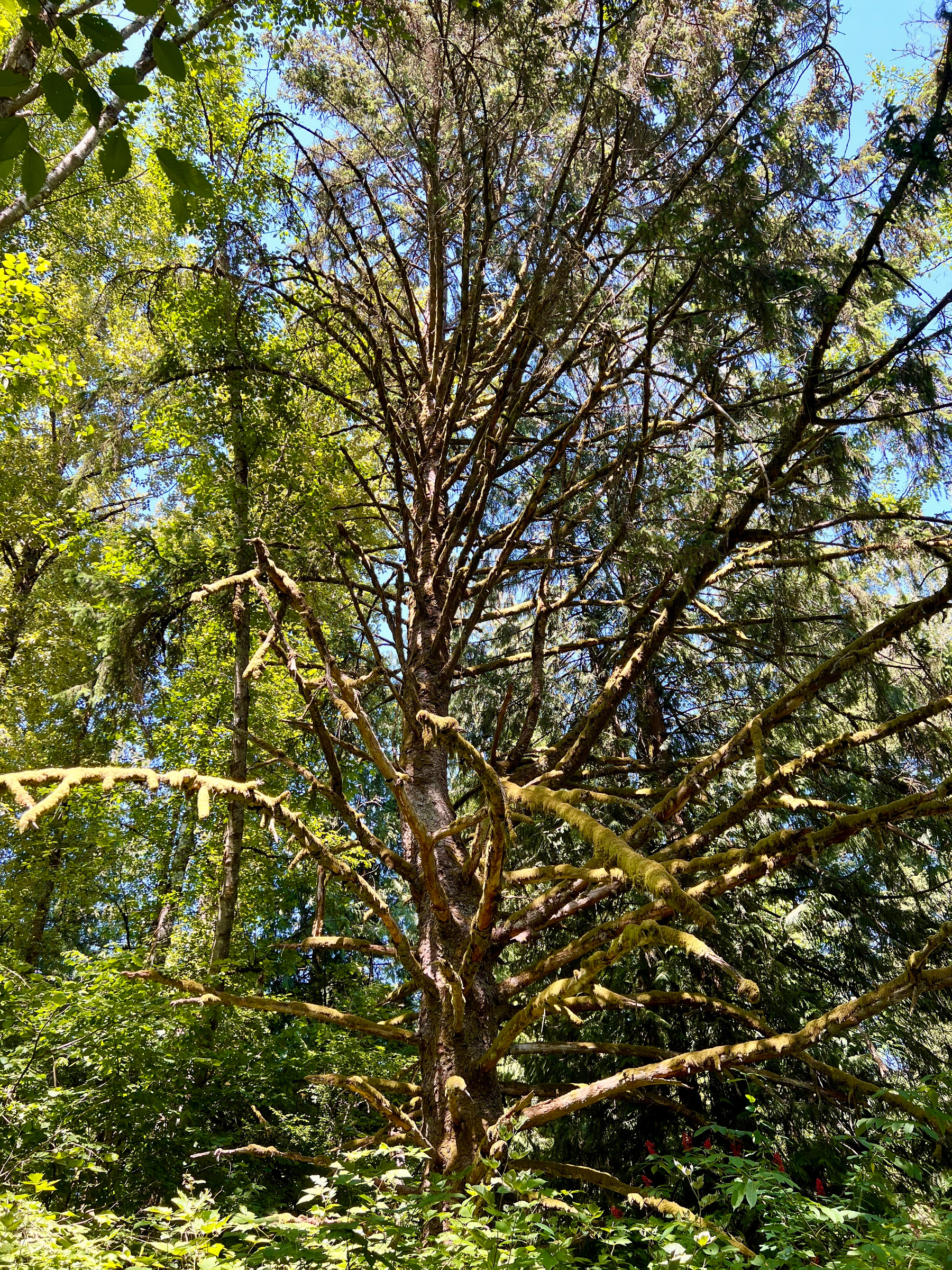 Massive tree with leafless branches just covered in moss