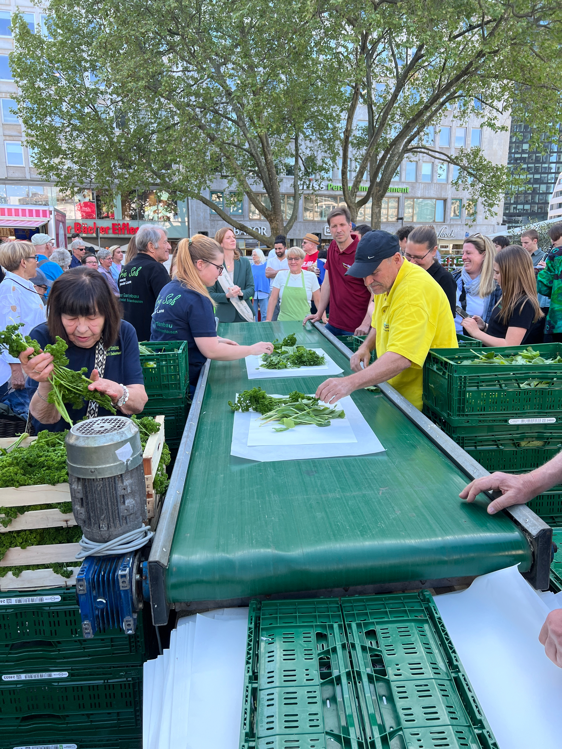 An assembly line of people arranging different herbs used in Frankfurter Grüne Soße onto large pieces of paper that are wrapped in a bundle of a large burrito