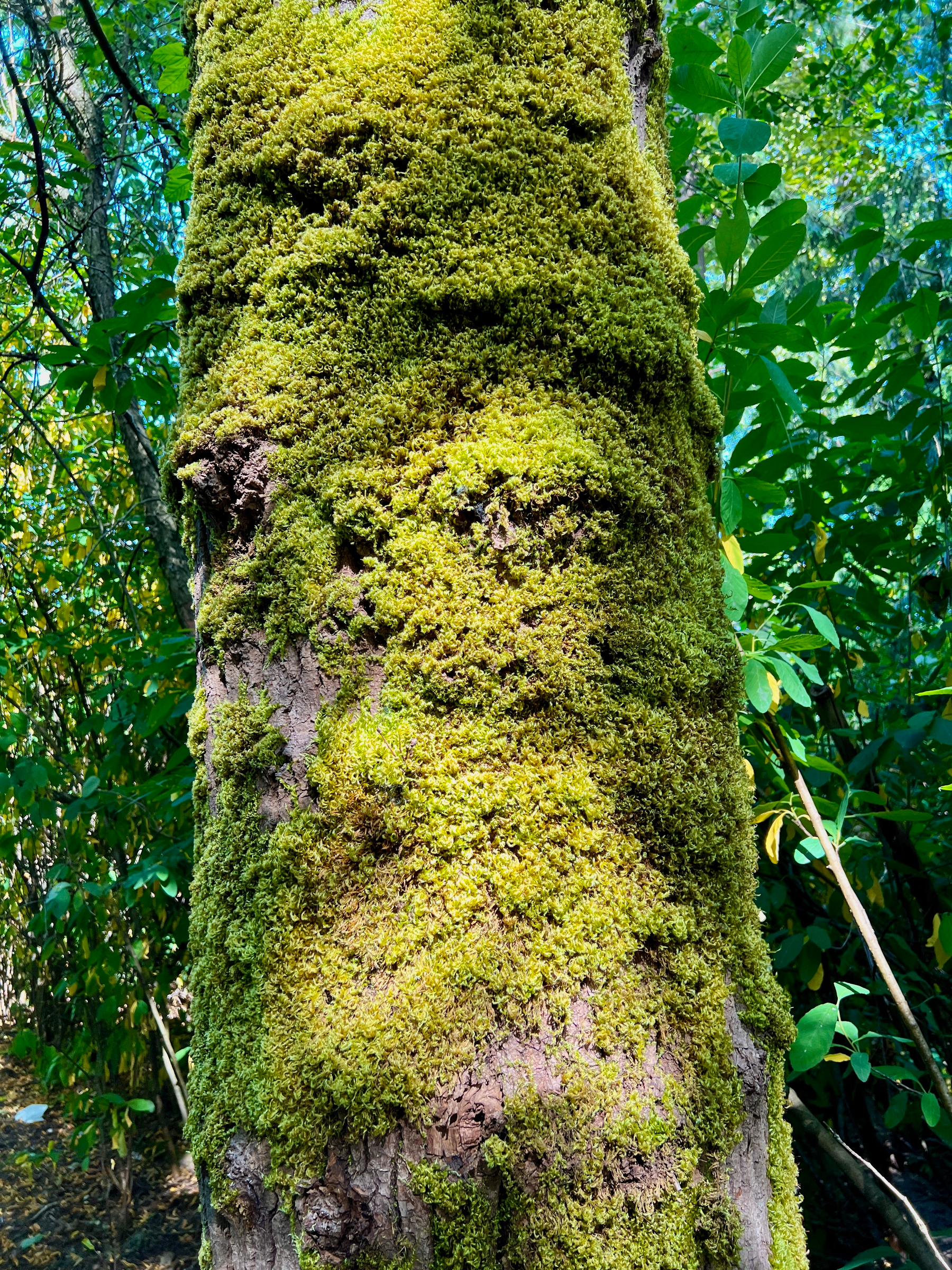 Moss on a tree trunk
