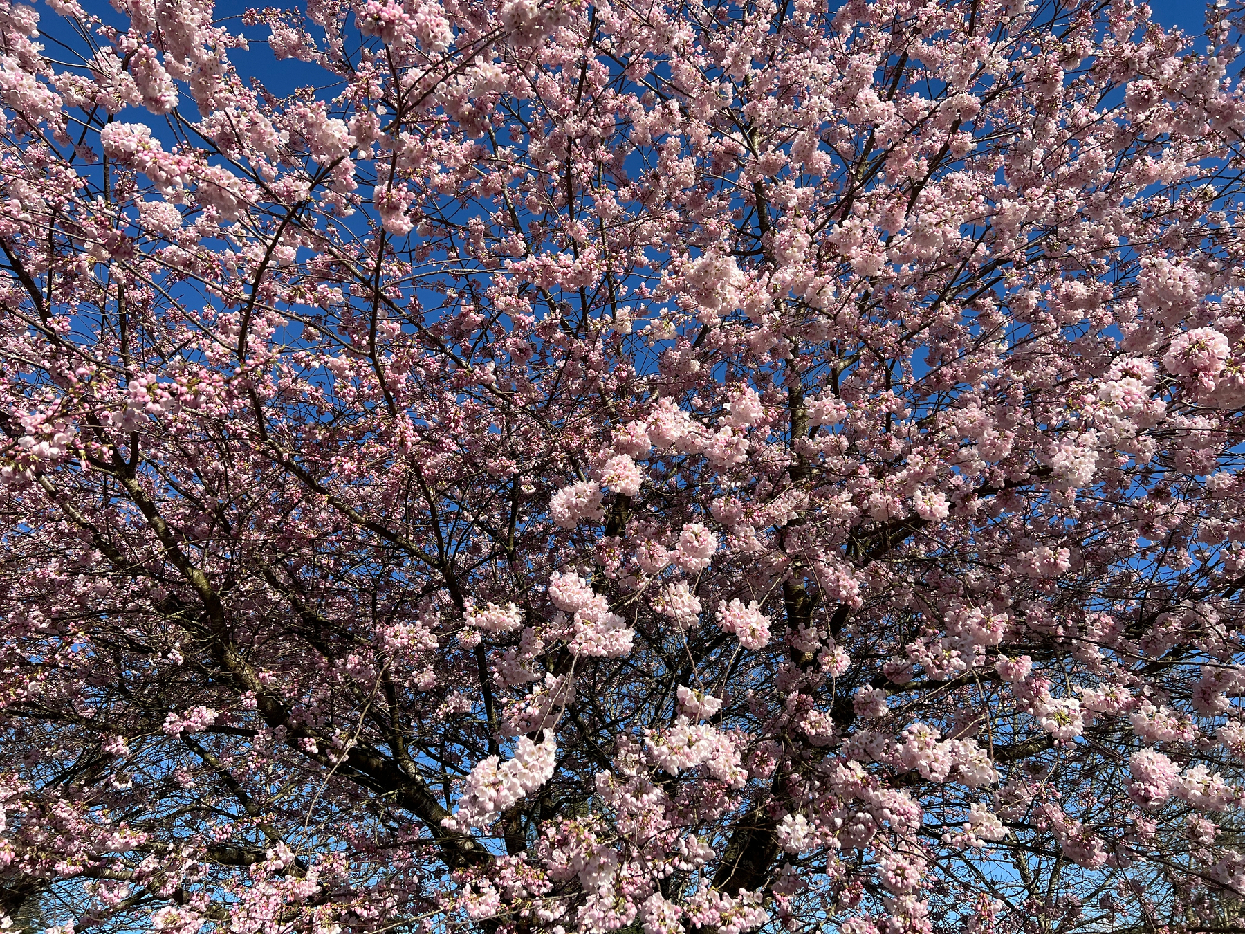 Cherry tree with many blossoms starting to bloom