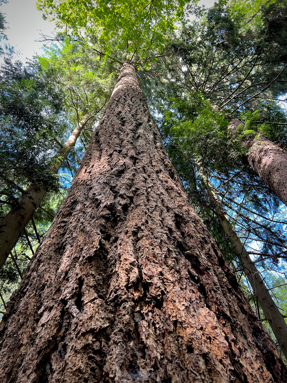 Low angle shot of a 53 meter tall tree