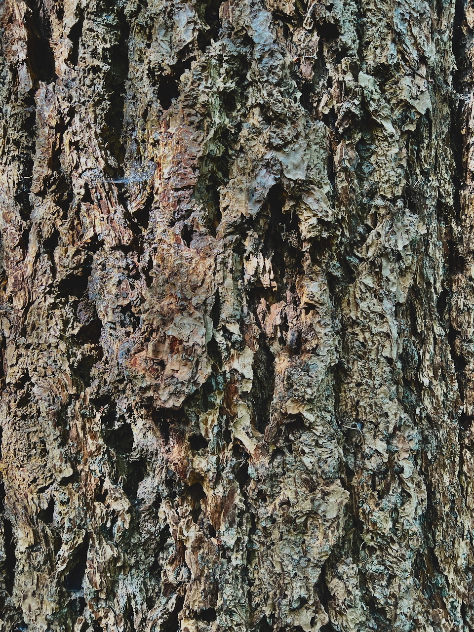 200 year old bark closeup