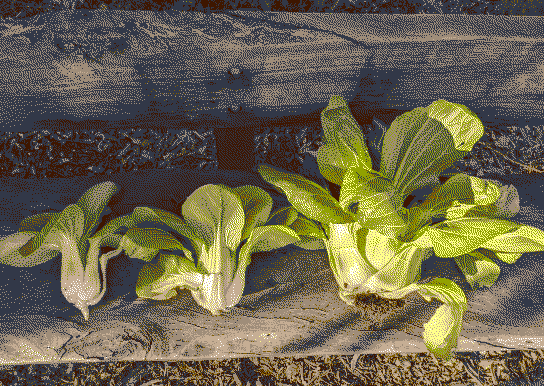 Three large bok choy plants sit on a wooden bench. The one on the left is the smallest at about 8 inches tall, the next one is a bit bigger, and the one on the far right is well over a foot tall.