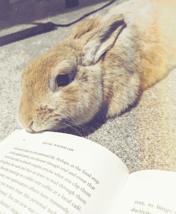 An orange and white rabbit is laying on a carpeted floor. The book Digital Minimalism is laying open on the ground in front of the rabbit. the rabbit is attempting to nibble on the edge of the pages.