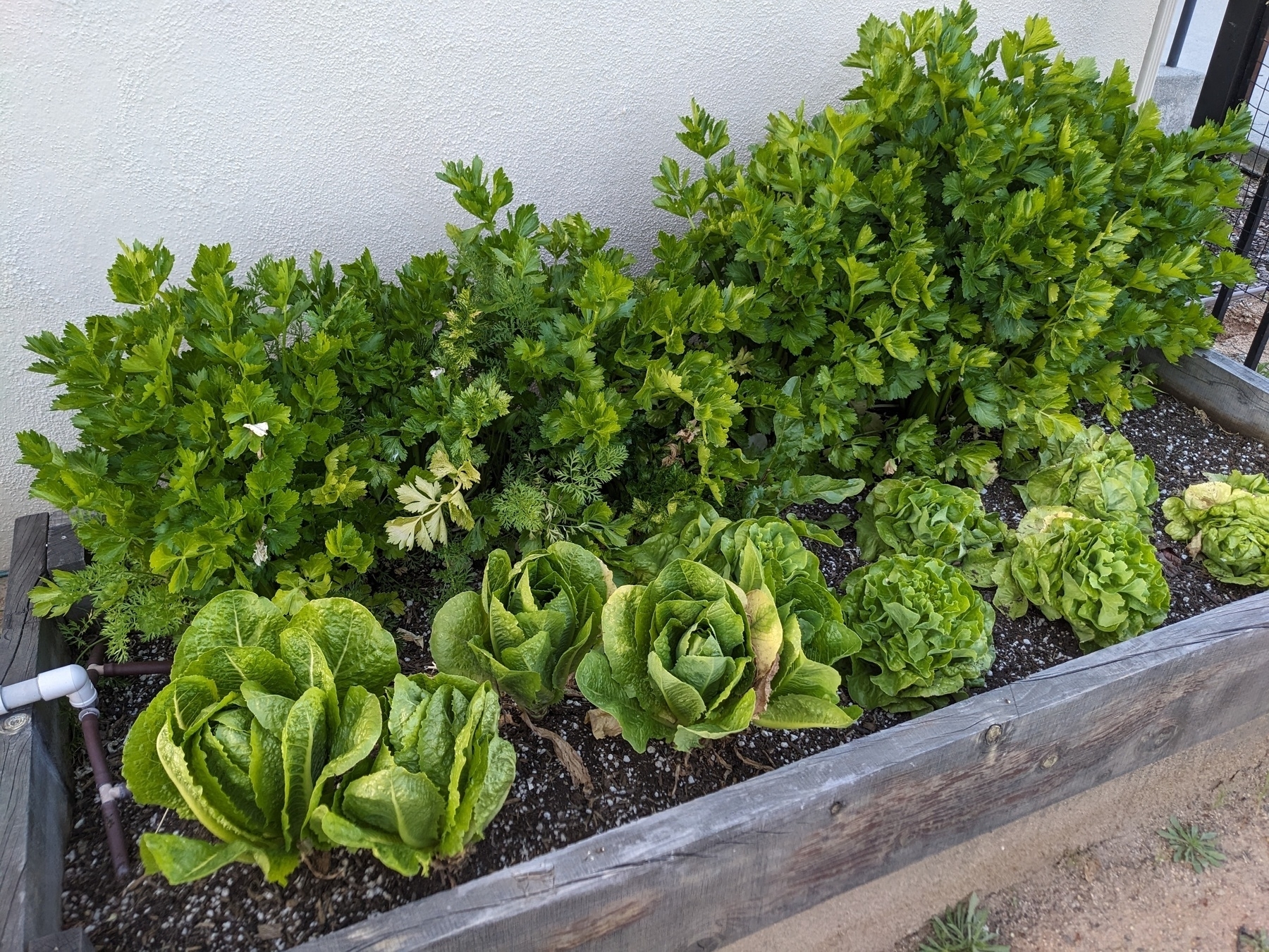 Photo of a wooden raised garden bed. Closer to the viewer is a row of romaine and butter lettuce, towards the back is a tall, bushy row of celery plants. 