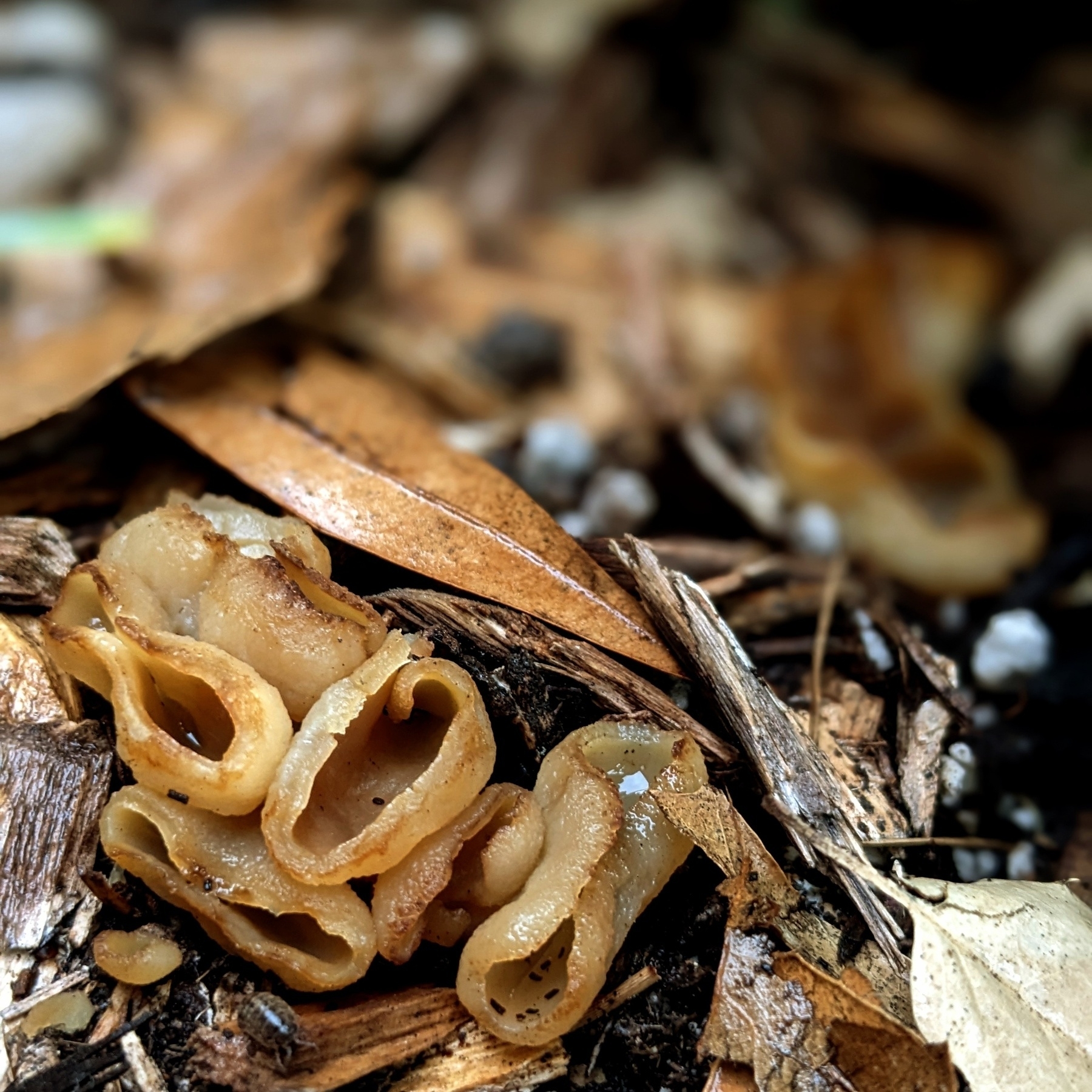 Closeup of some mulch in a garden bed. Growing out of the mulch is a bunch of small light brown cup-shaped mushrooms.