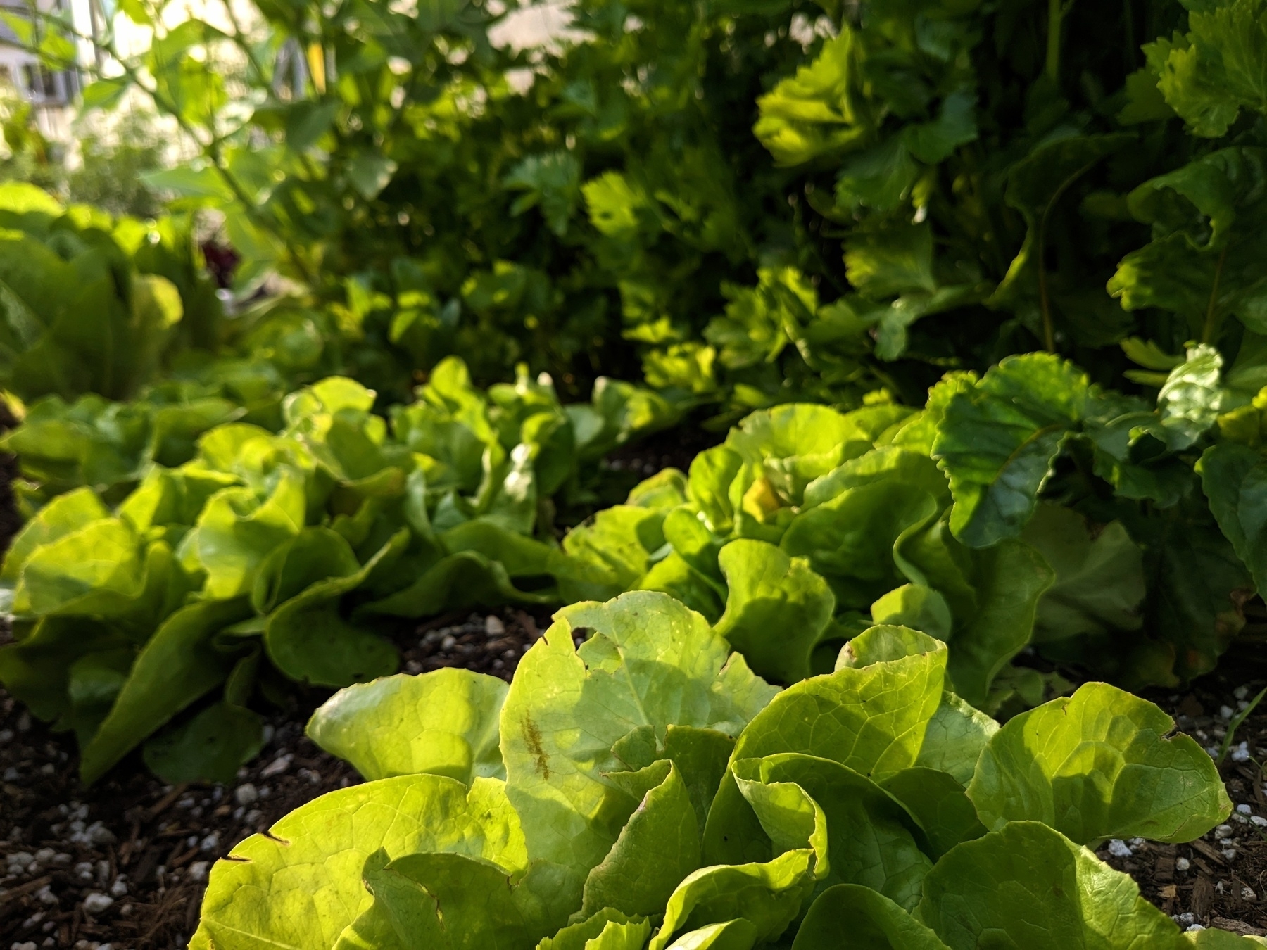 Close up of a head of butter lettuce with celery and more lettuce growing in the background.