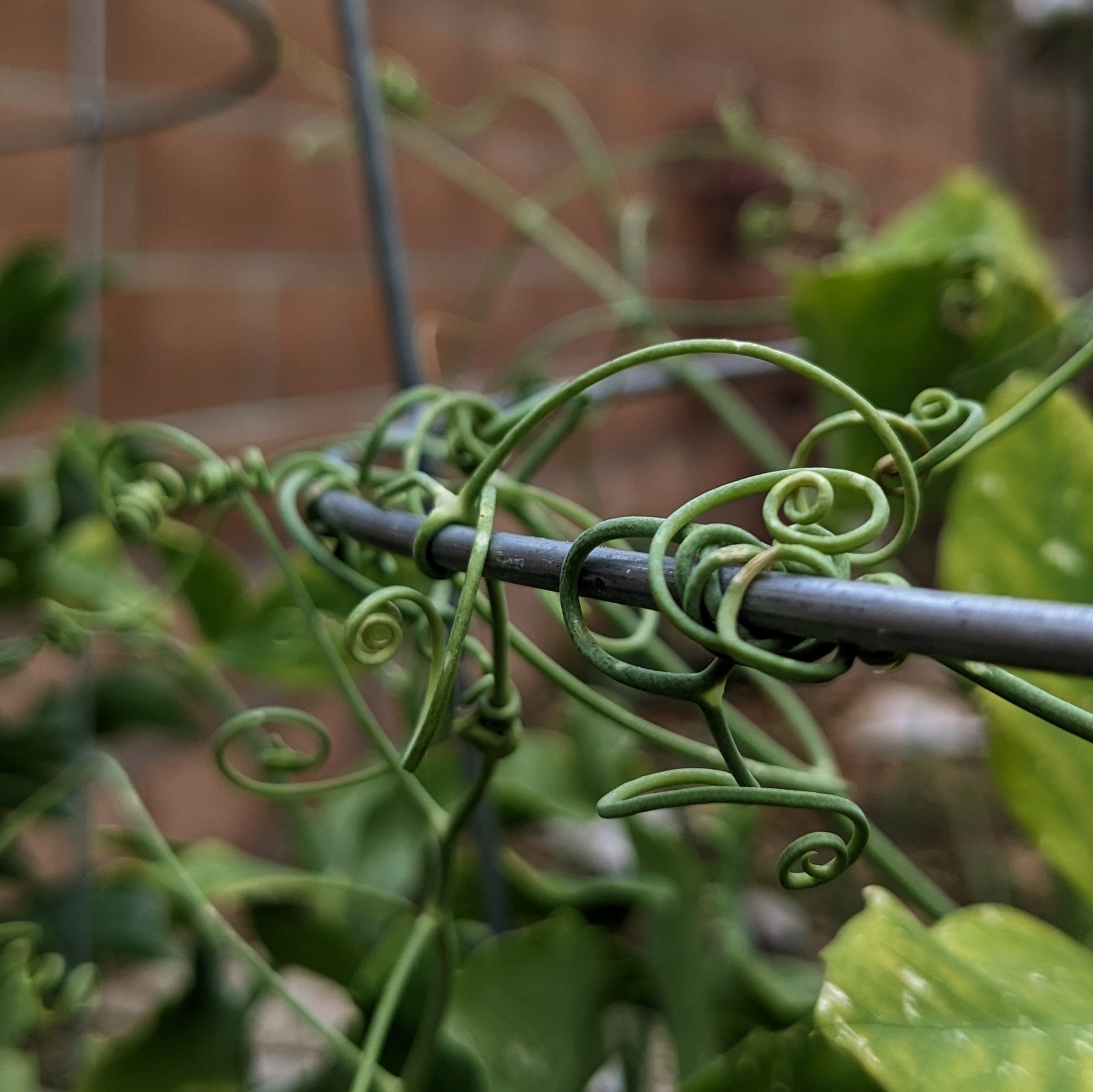 A close up of a bunch of pea vines wrapping around each other and a wire cage.