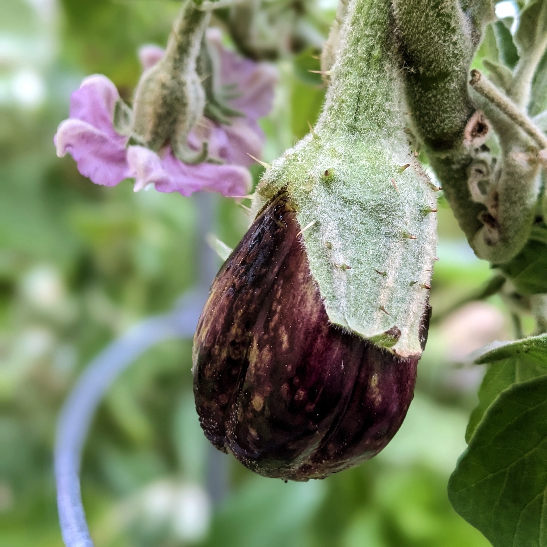 A close up of a small baby eggplant with leaves and a purple eggplant flower in the background.