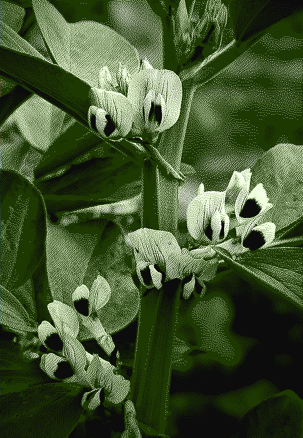 A close up of a fava bean stalk with three clusters of white flowers on it. The photo is dithered and monochromatic green.