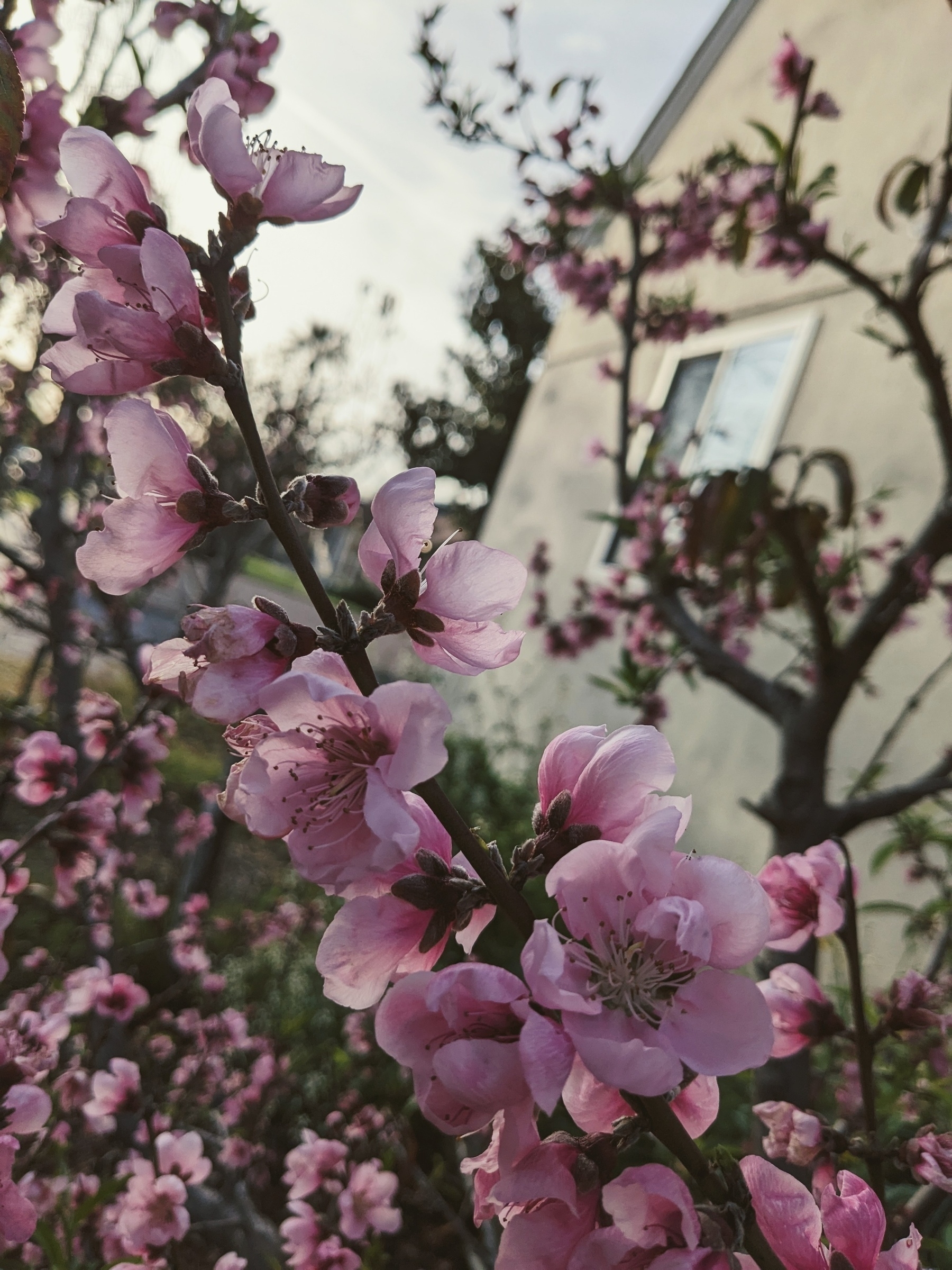 Close up of some pink flowers on a branch of a peach tree.