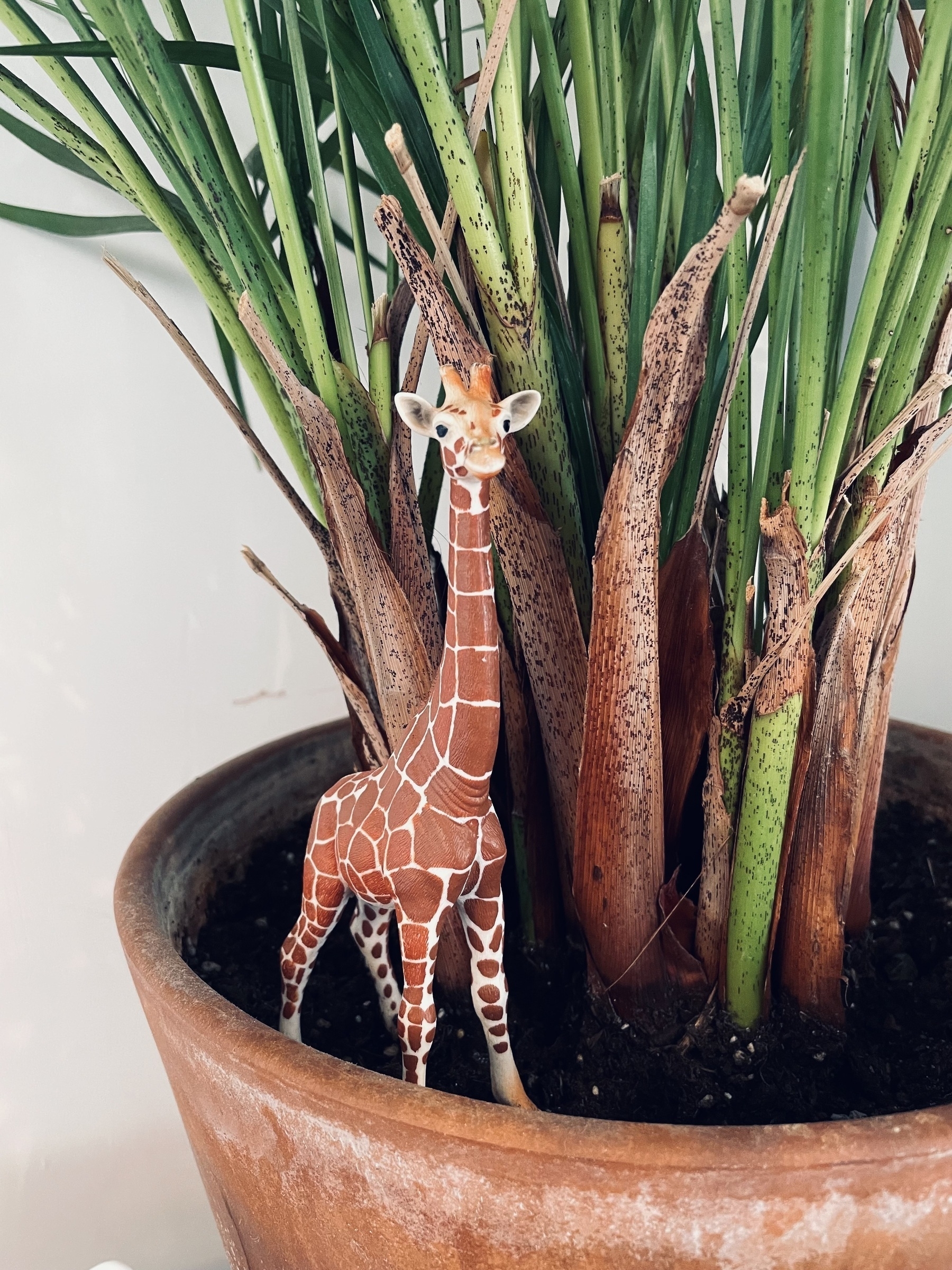 A plastic giraffe figurine, stood in a plant pot with a tall plant.