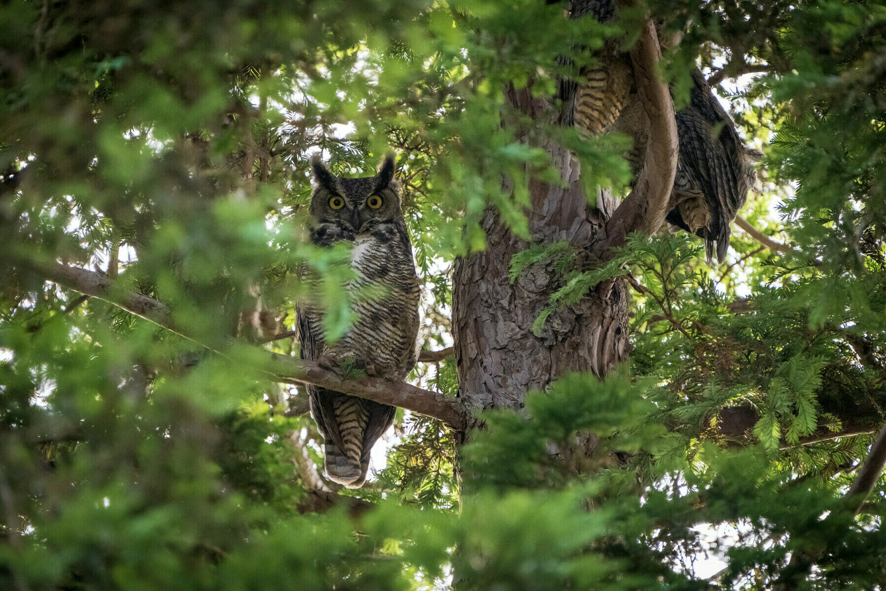 Great Horned Owl sitting on a redwood tree branch below two partially visible juvenile owls.