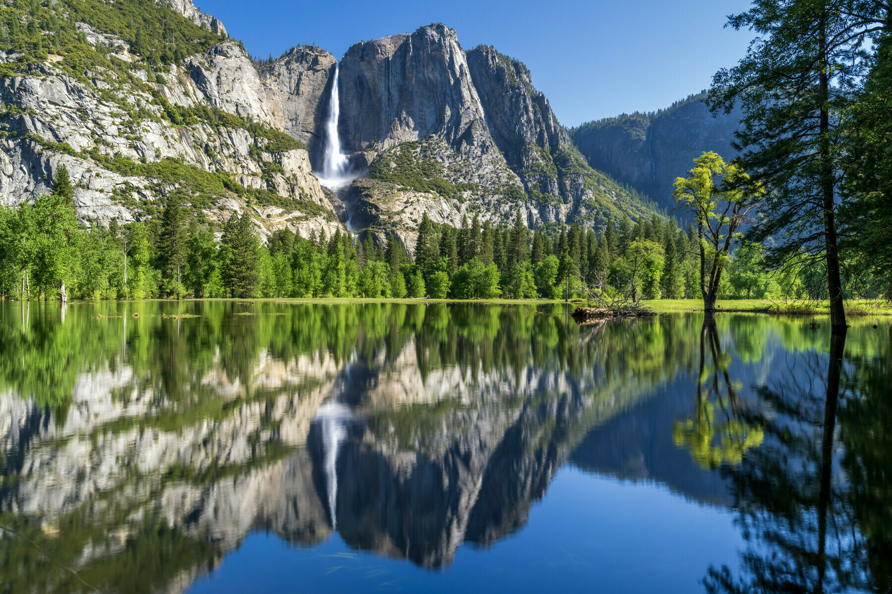 Morning light and a reflection of Yosemite Falls pouring into the valley, flooded by spring snowmelt. The Merced River's calm surface belies incredible flows as it covers the meadows.