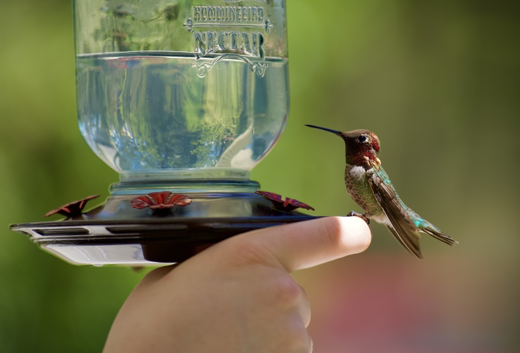 Hummingbird sitting on a person’s finger, beside a bird feeder full of sugar water.