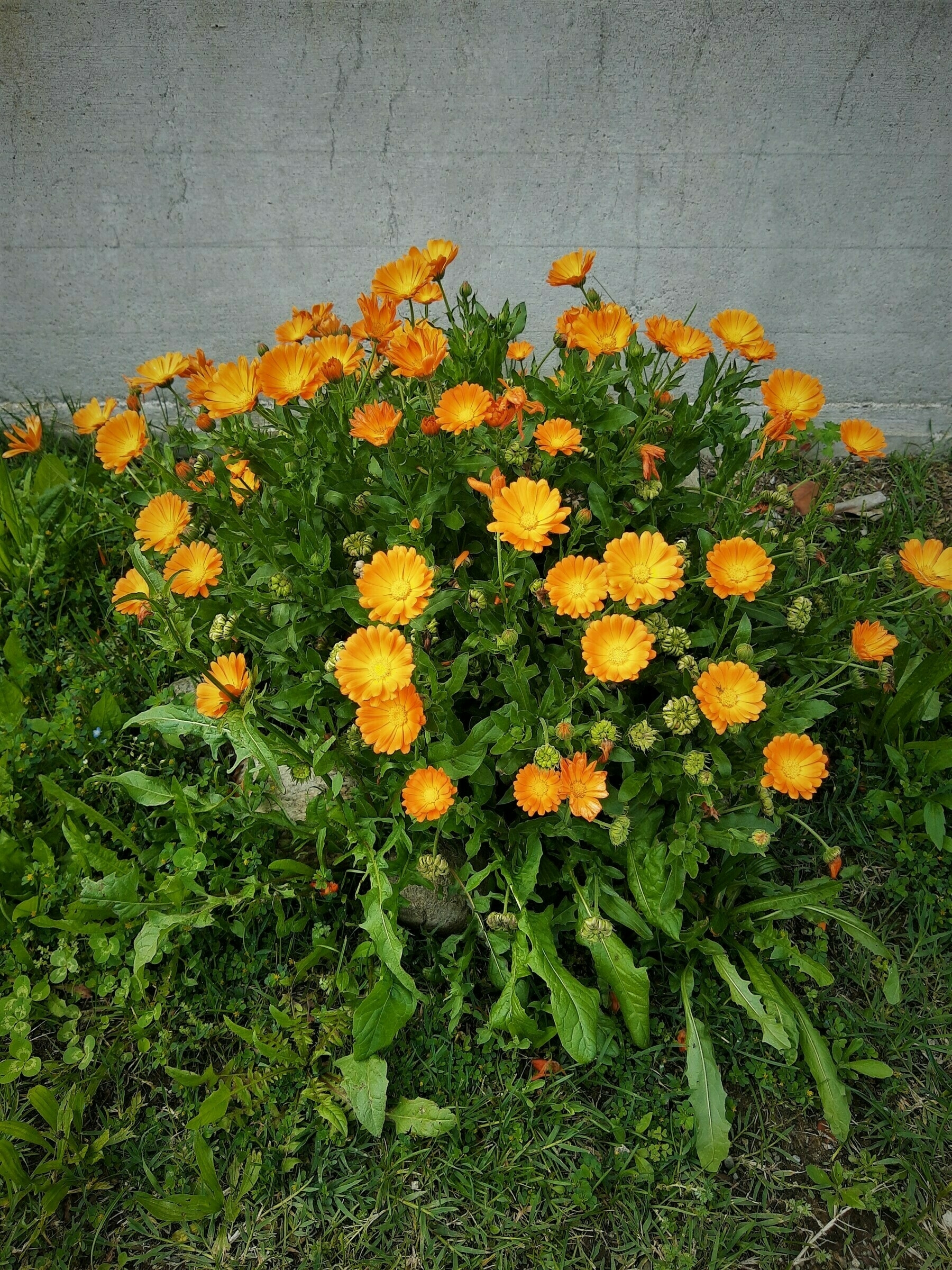 A photo showing some flowers