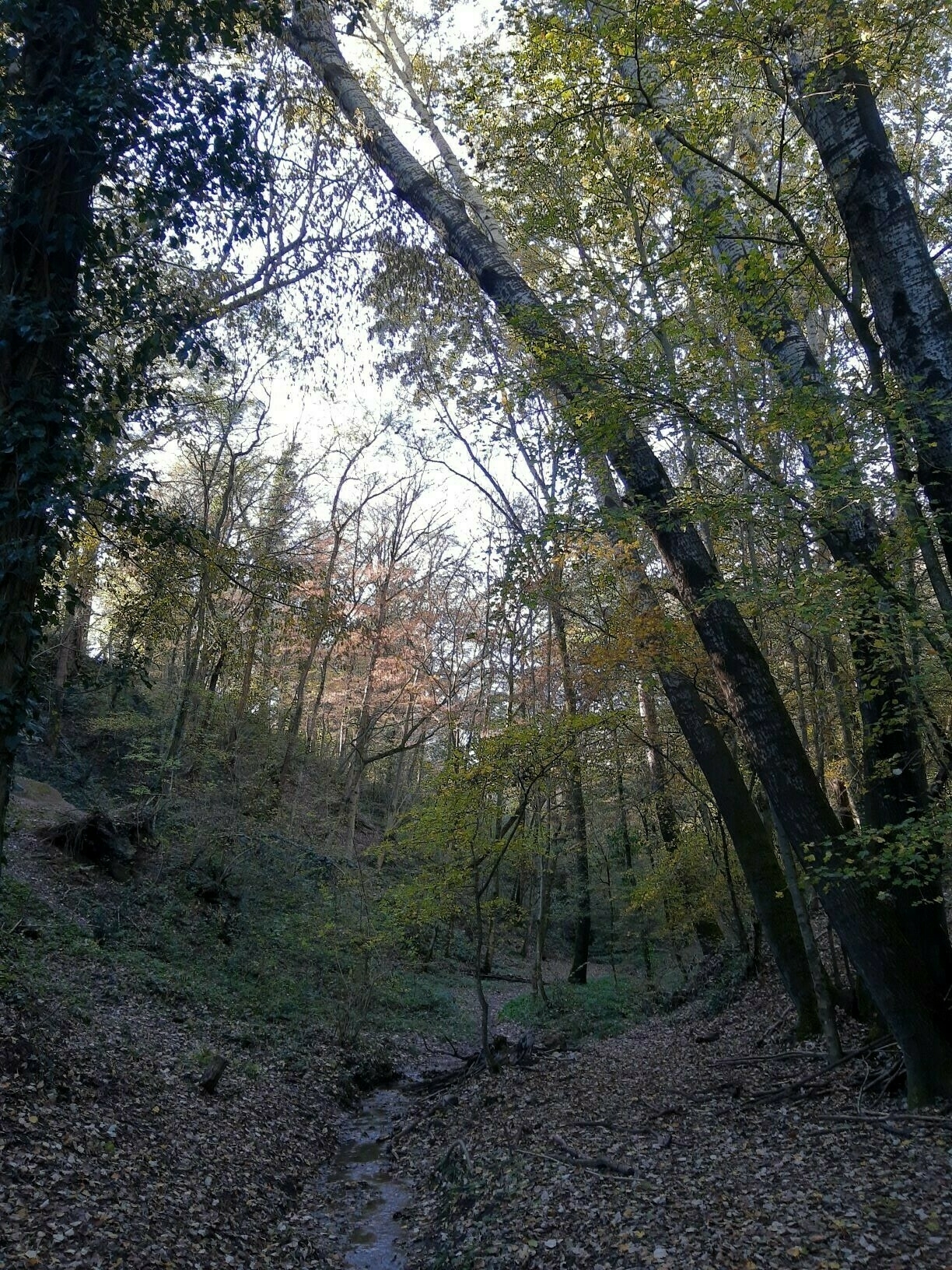 Luce che filtra in una fitta boscaglia in autunno.