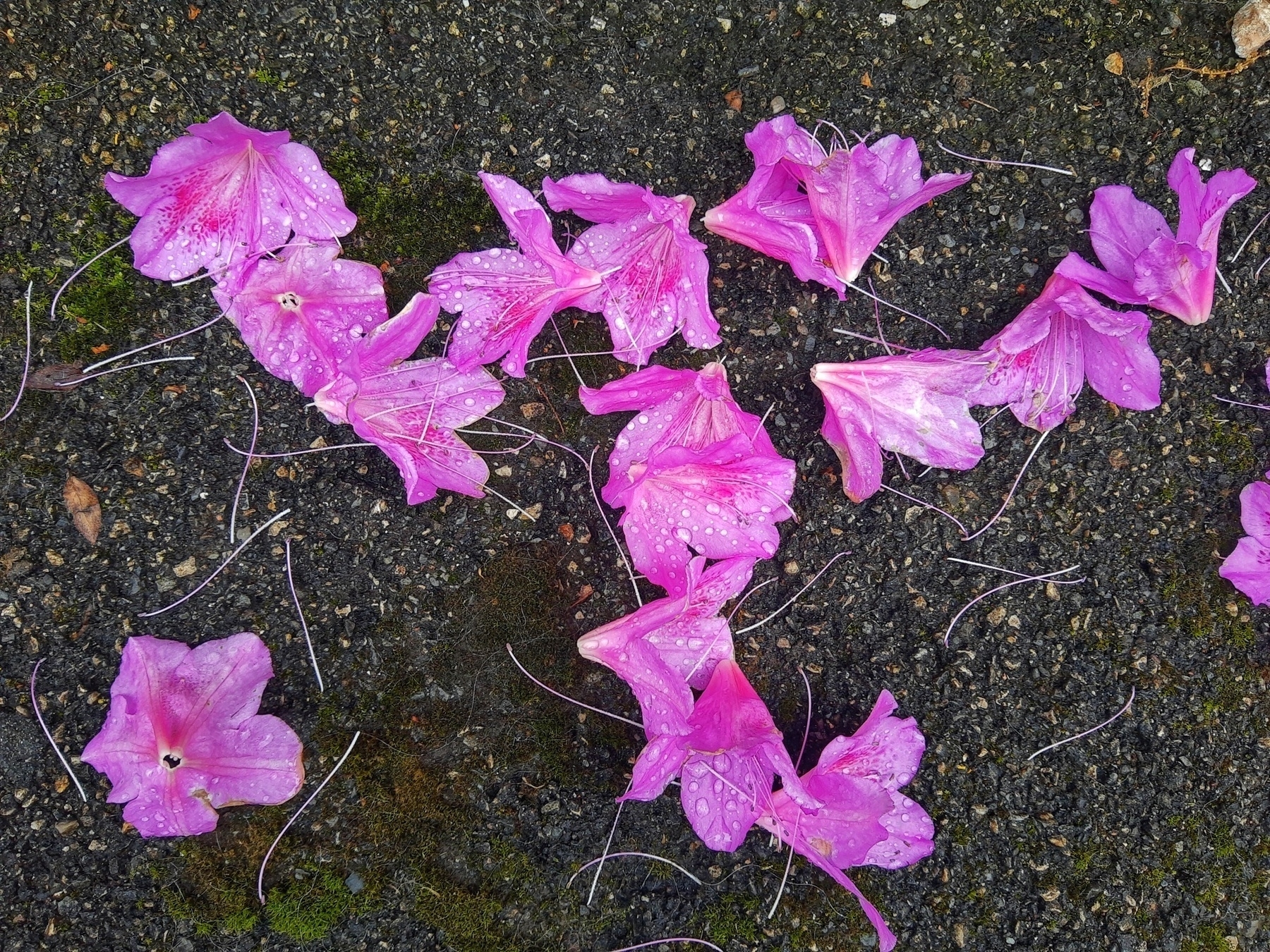fiori appassiti sull'asfalto