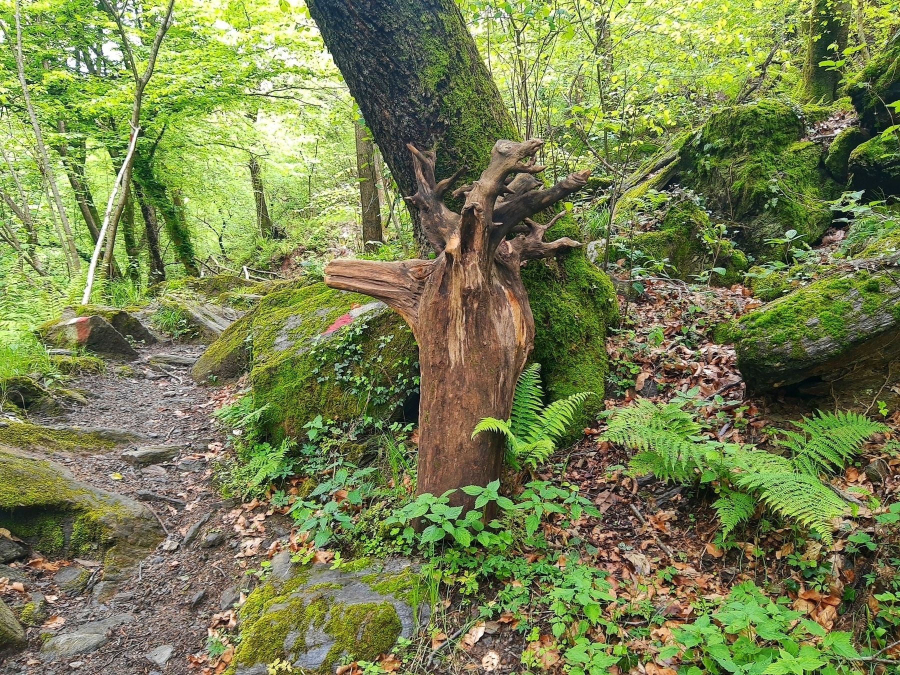 Tronco di legno appoggiato ad un albero lungo il sentiero che pare essere un cervo.