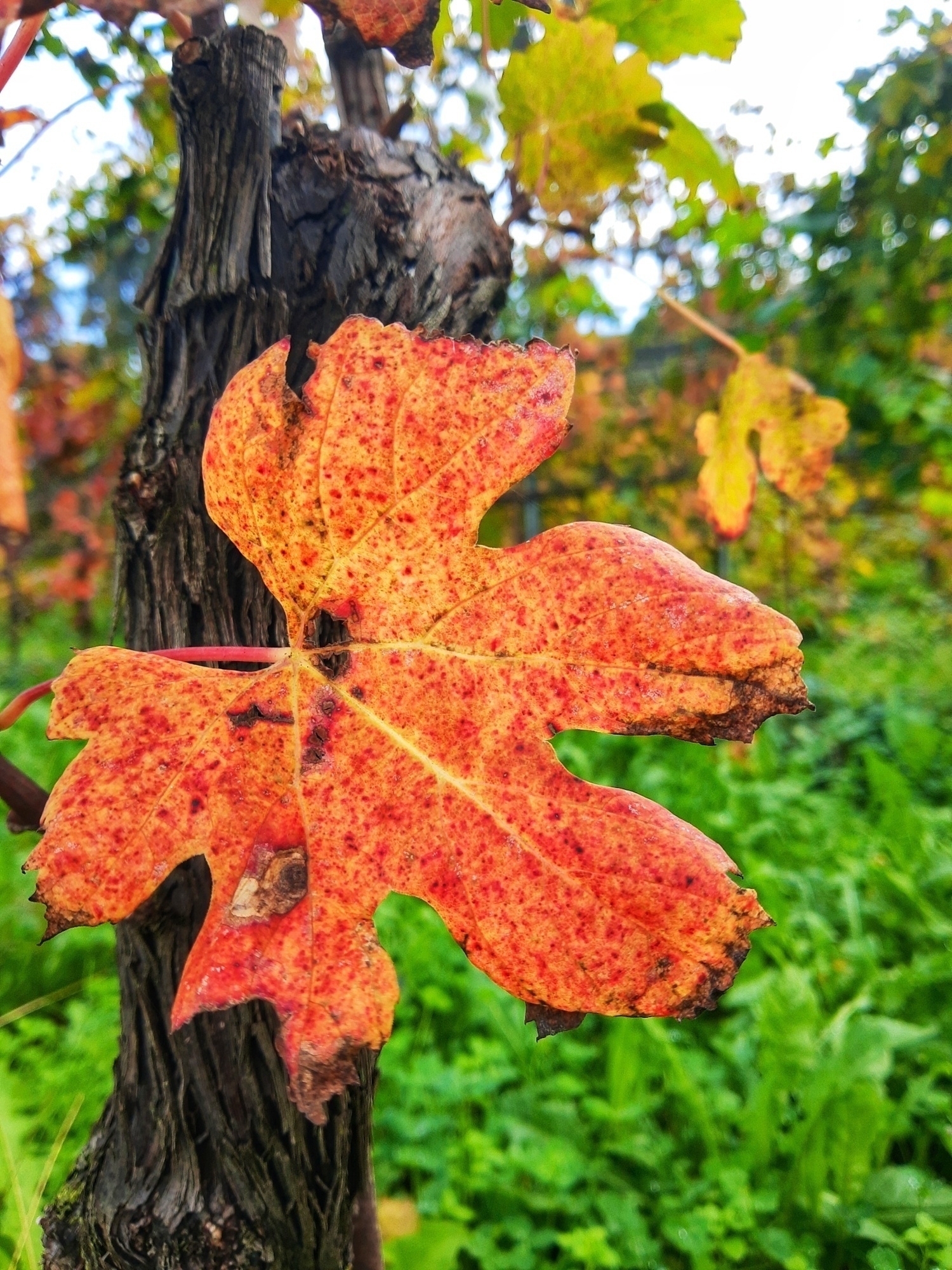 Auto-generated description: A vibrant reddish-orange leaf is prominently displayed in front of a tree trunk, set against a lush green background.