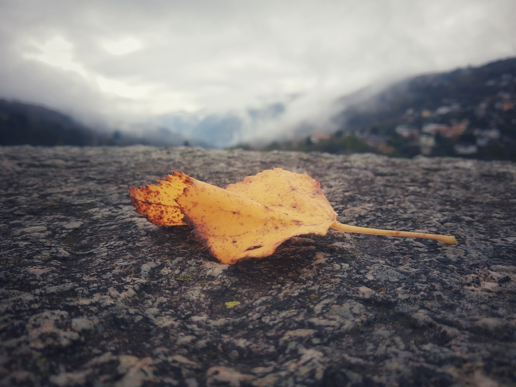 Auto-generated description: A solitary yellow leaf rests on a rough stone surface with a misty mountainous background.