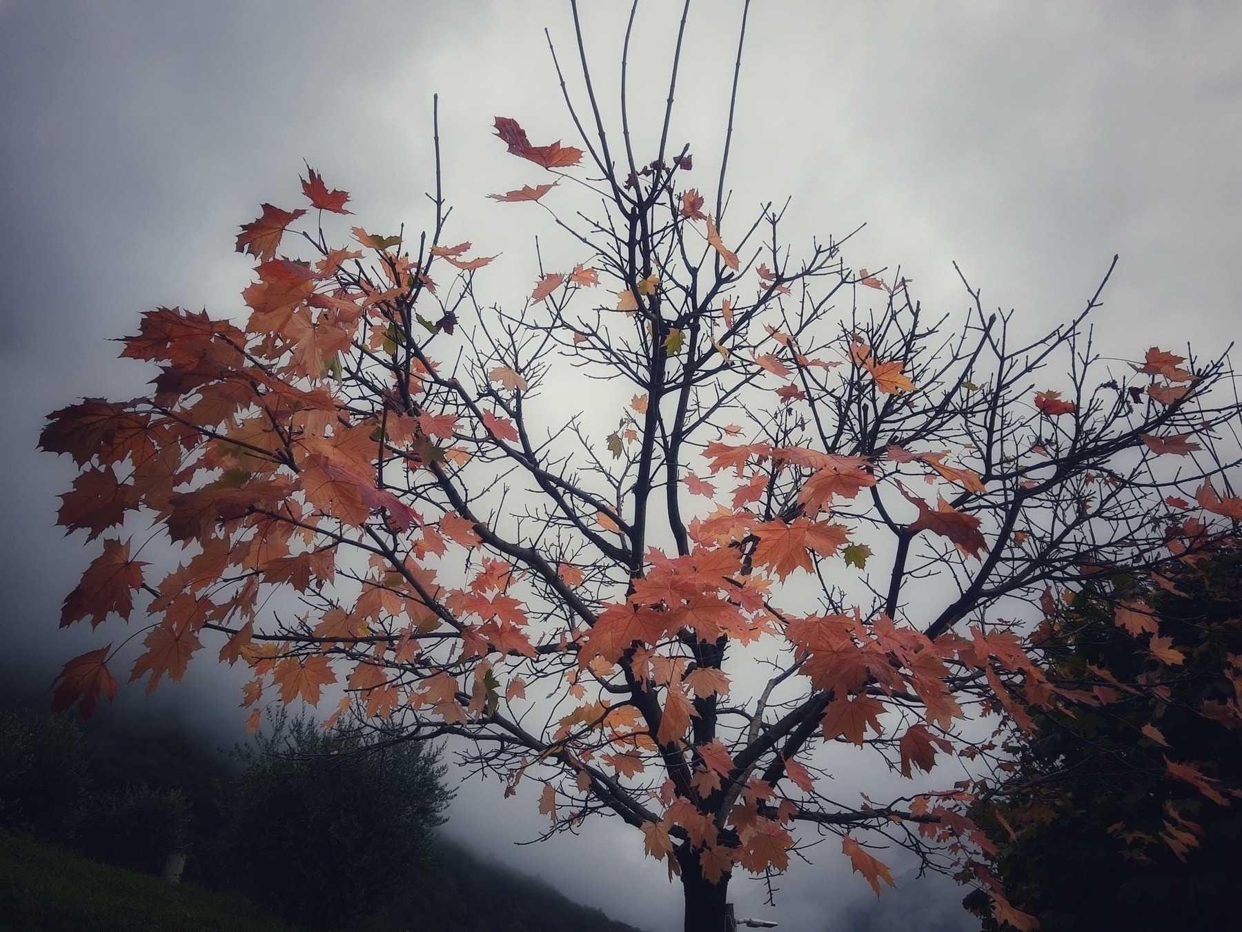 Auto-generated description: A tree with sparse orange and brown leaves is set against a cloudy, overcast sky.