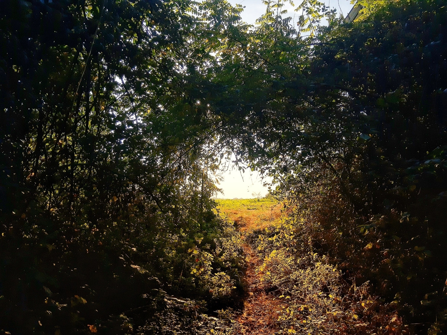 Auto-generated description: A narrow, sunlit dirt path leads through dense, shadowy foliage toward an open field under a bright sky.