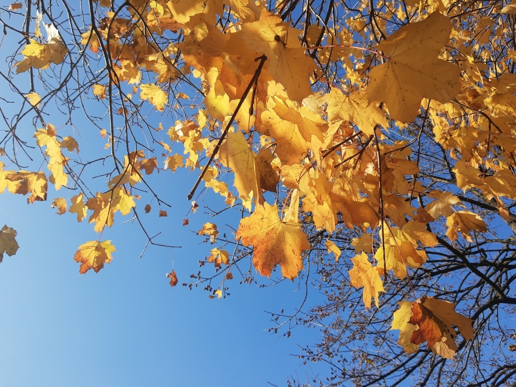 Golden autumn leaves hanging on branches against a bright blue sky.