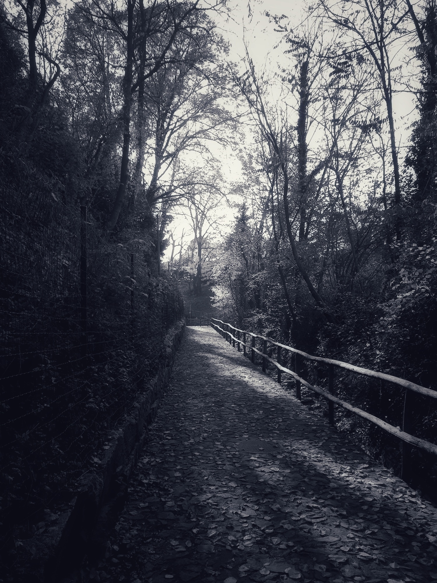 A narrow, tree-lined path is covered with fallen leaves and enclosed by fences on both sides, creating a serene, shadowy atmosphere.