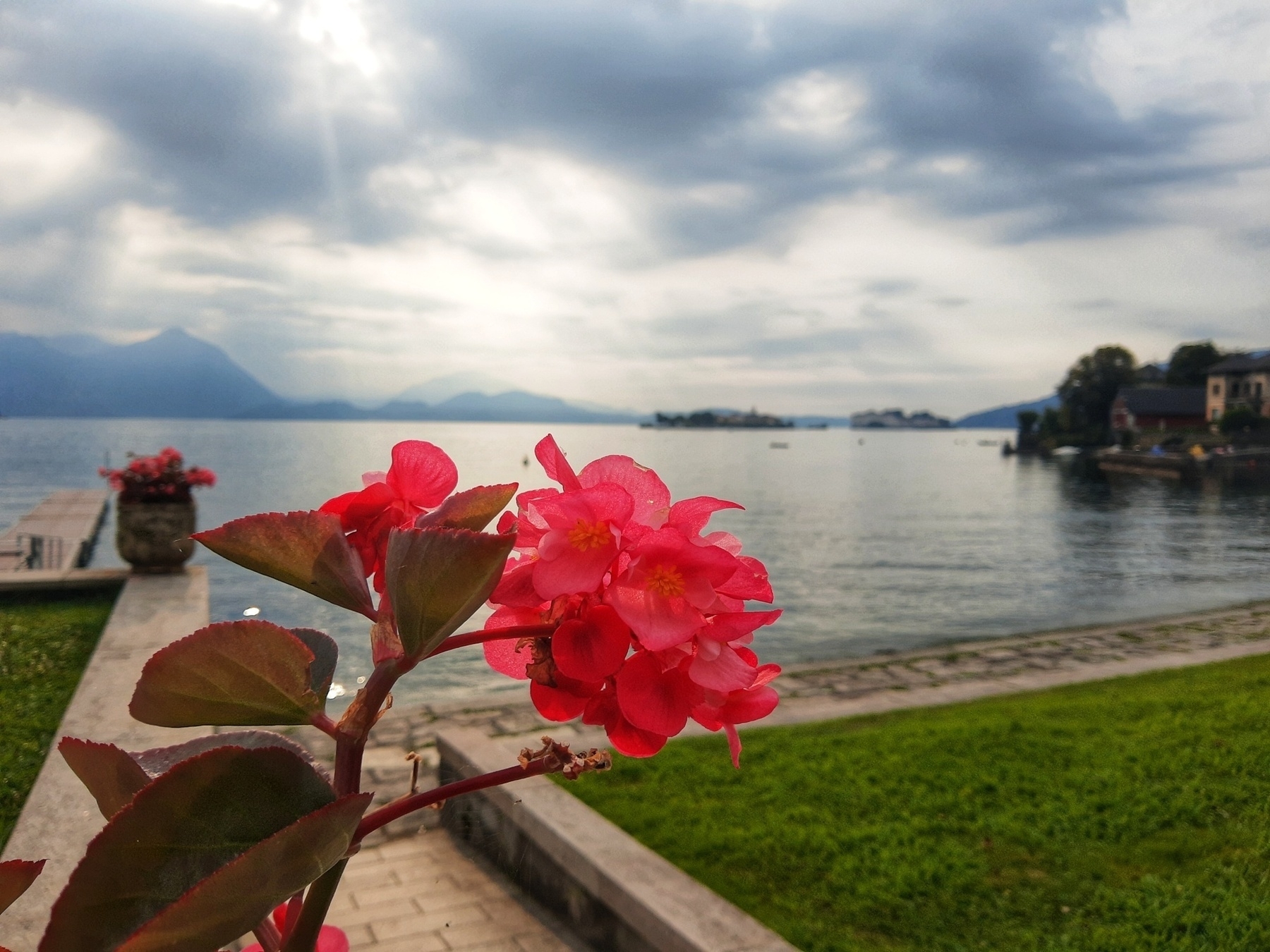 Begonia dai petali rossi con sullo sfondo il lago e le sue isole