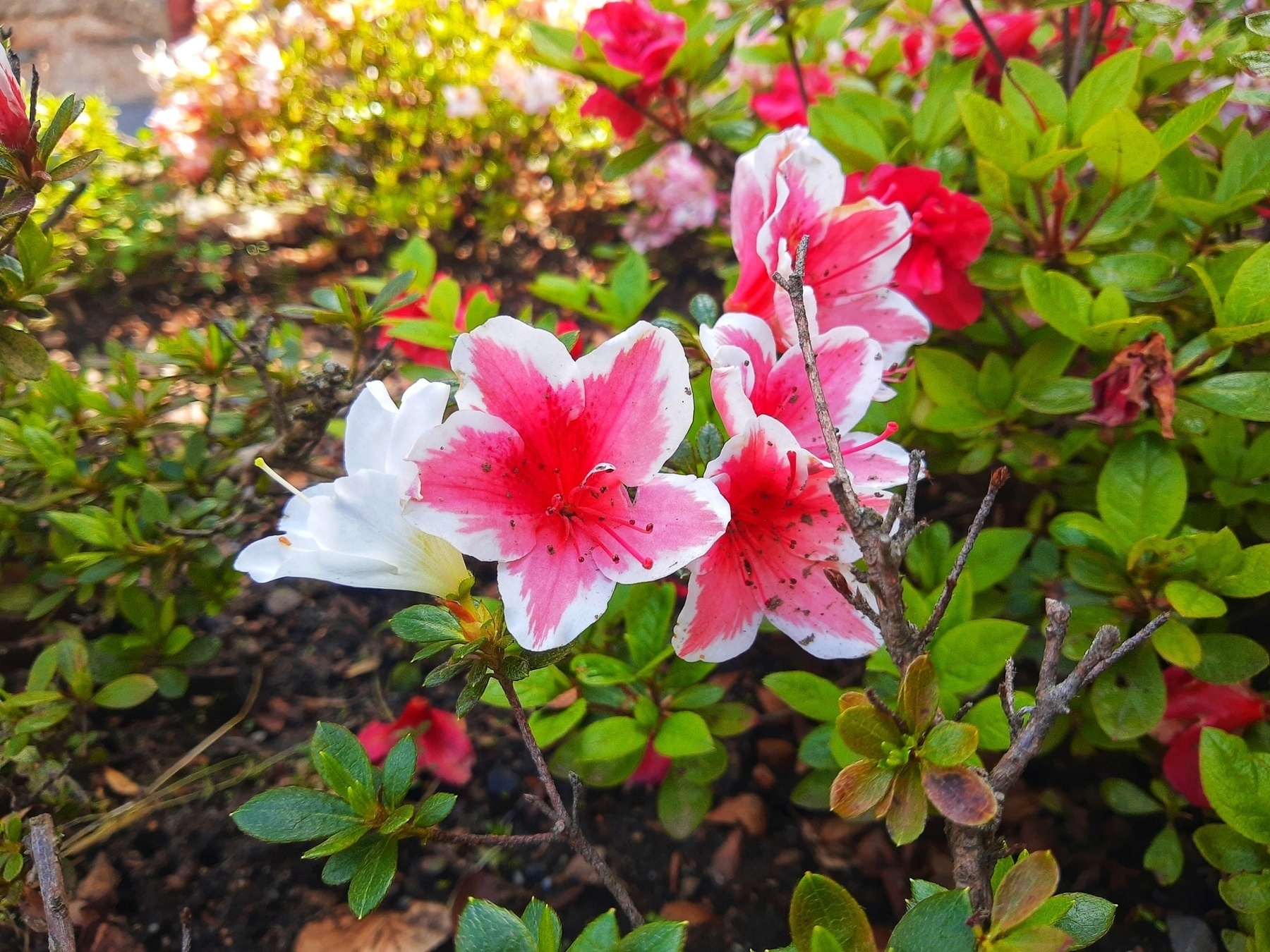 Primo piano di fiori 