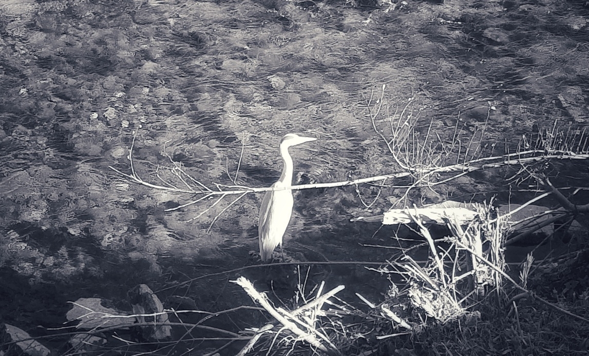 A heron stands in a shallow body of water surrounded by branches and grass.