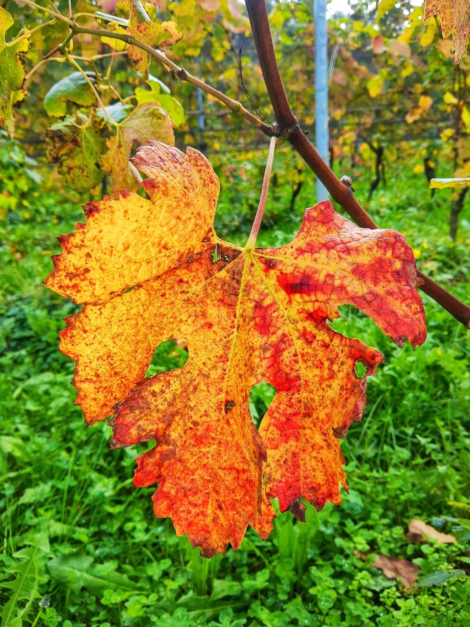 Auto-generated description: A colorful autumn grape leaf with shades of yellow and red hangs from a vine against a backdrop of green grass.