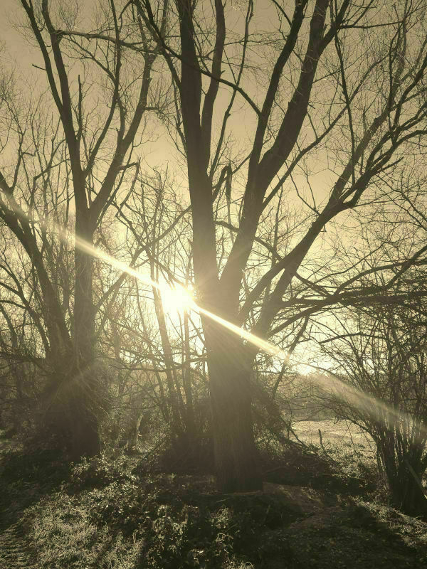 Foto controluce con effetto seppia nel quale si vede il sole del mattino in contrasto con le ombre proiettate dai tronchi degli alberi.