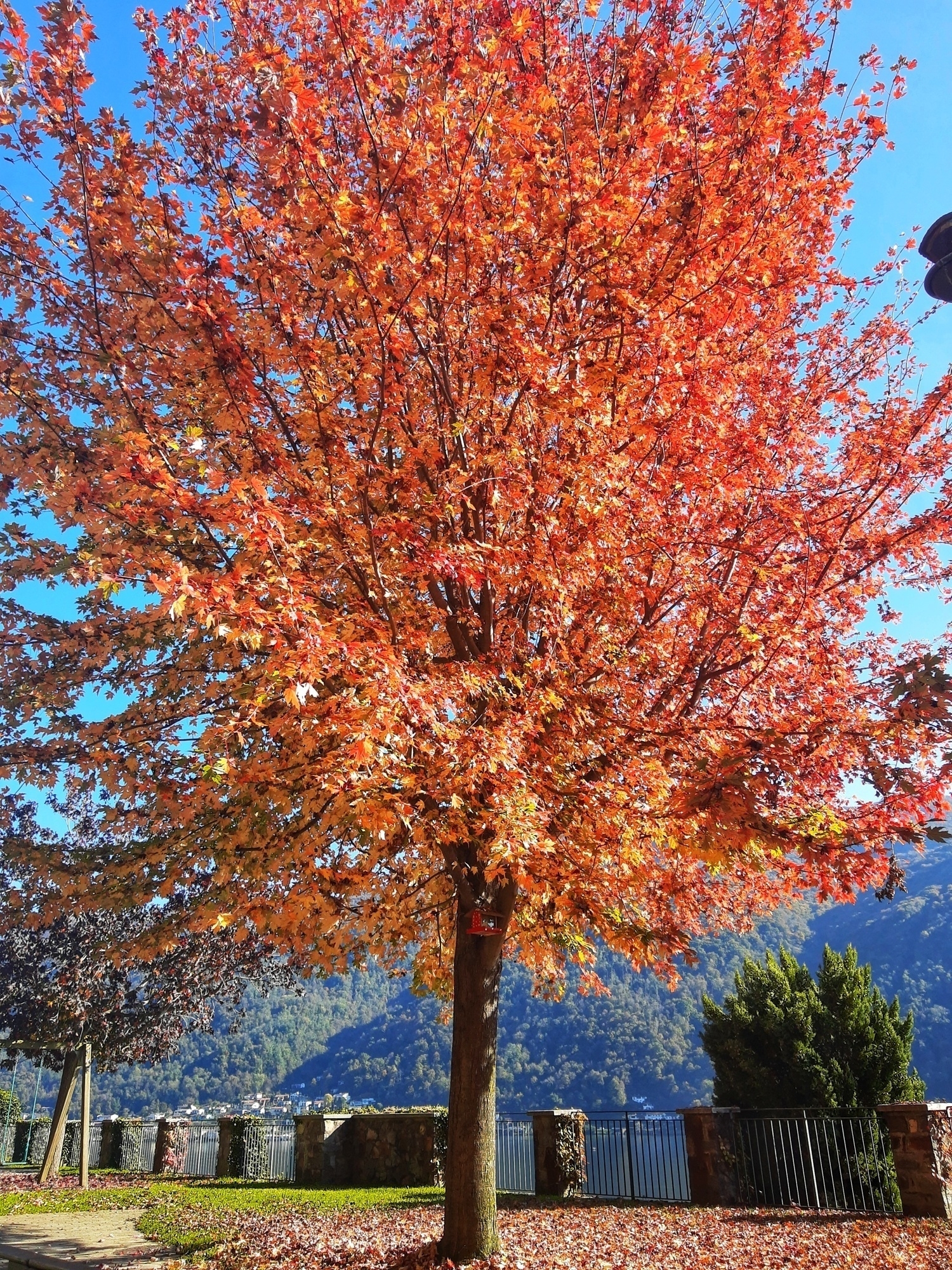 A vibrant tree with bright orange leaves stands in a park under a clear blue sky.