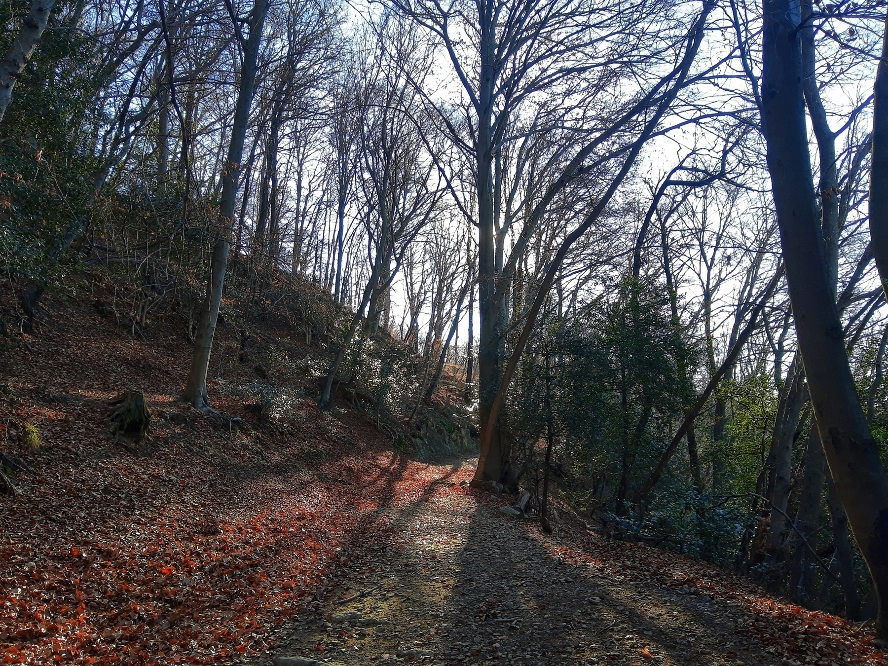 Auto-generated description: A forest path is covered with fallen leaves, surrounded by tall, leafless trees with sunlight filtering through the branches.