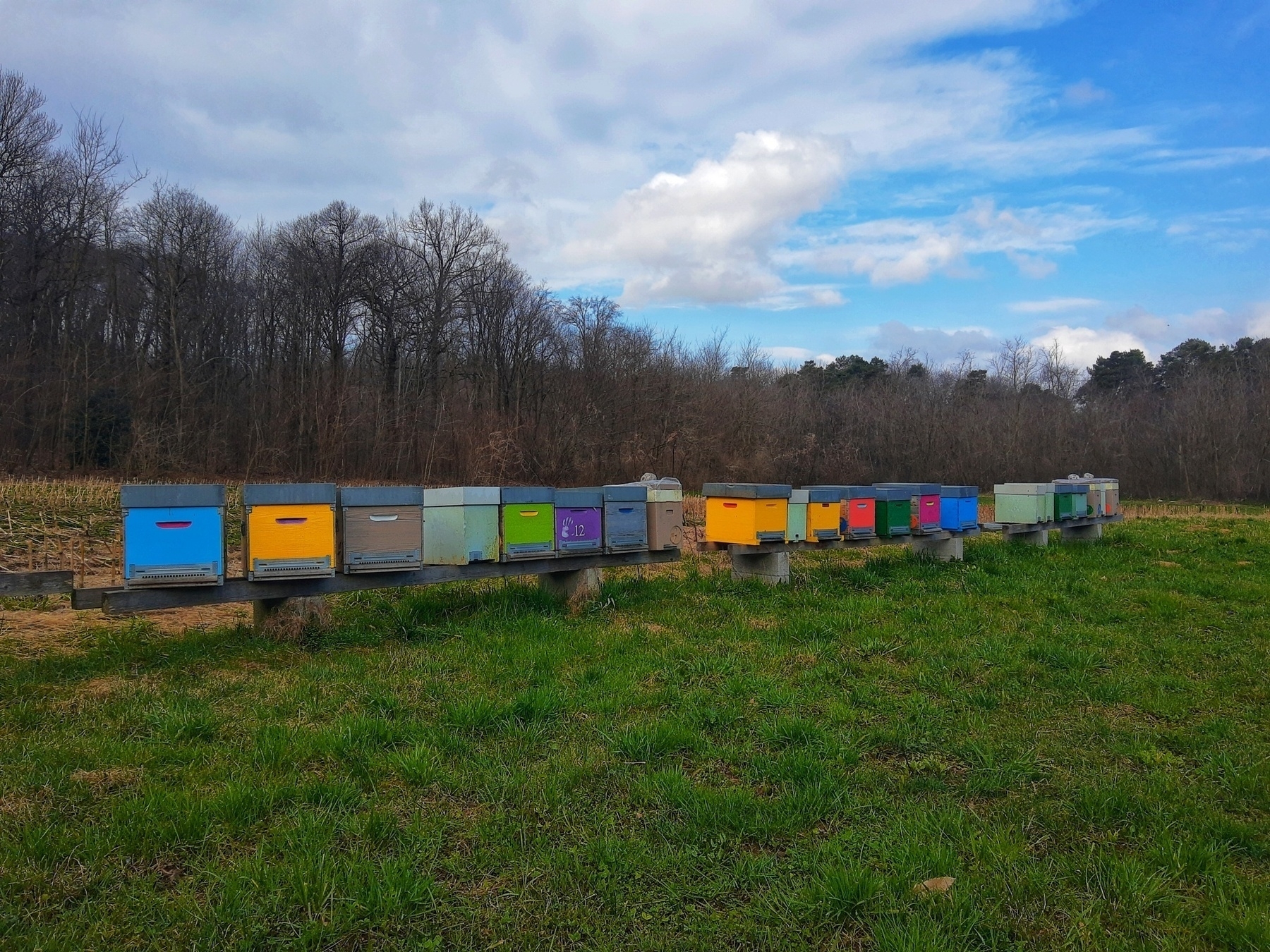 Auto-generated description: A row of colorful beehives is set against a backdrop of trees and cloudy sky.