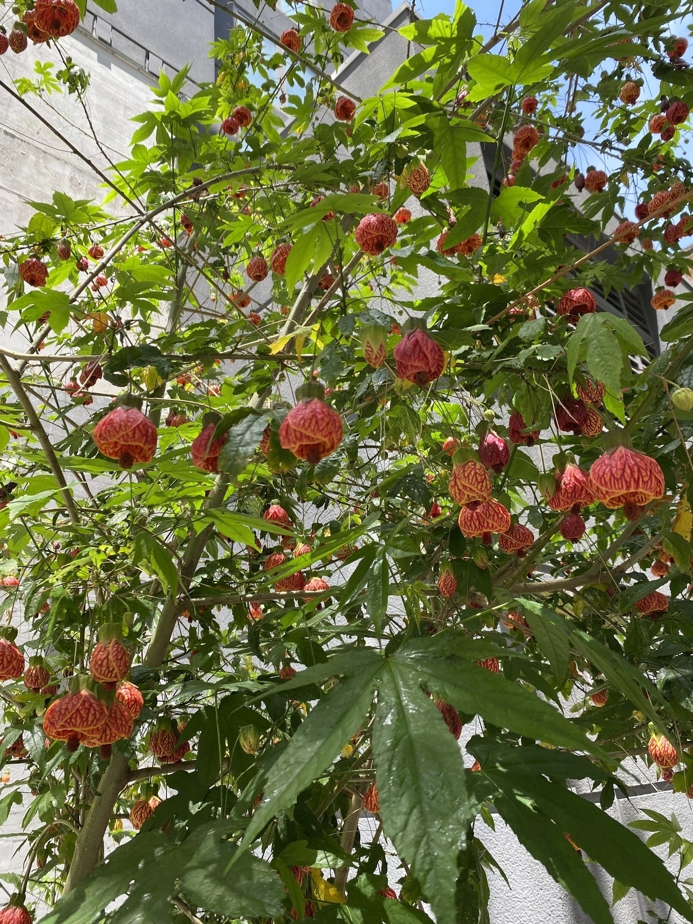 Abutilon striatum, Callianthe picta