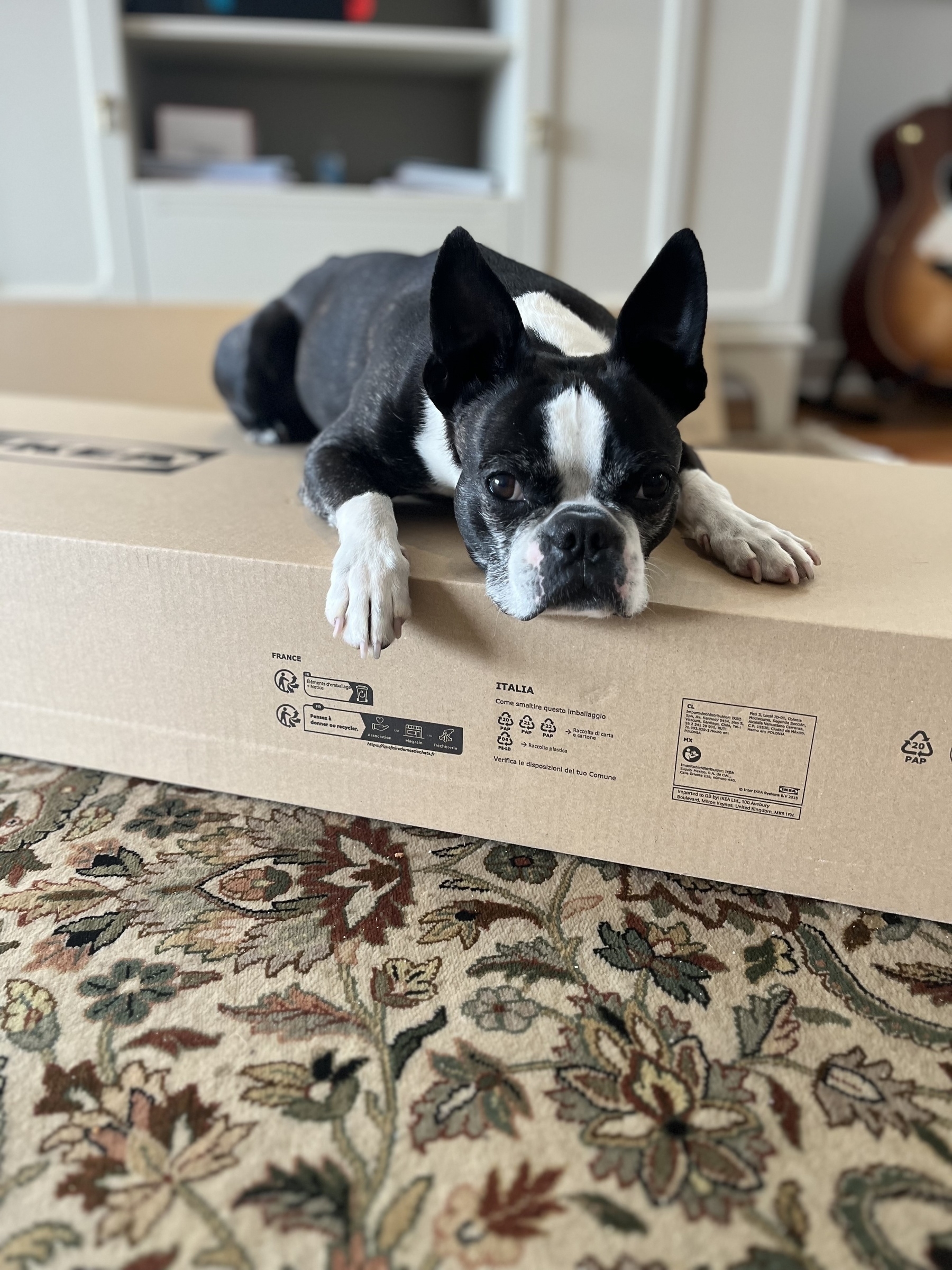 A grumpy black and white Boston terrier lying on top of a long cardboard box ok the floor. (A floral carpet underneath, and in the background, a white sideboard & a n acoustic guitar on a stand.) 