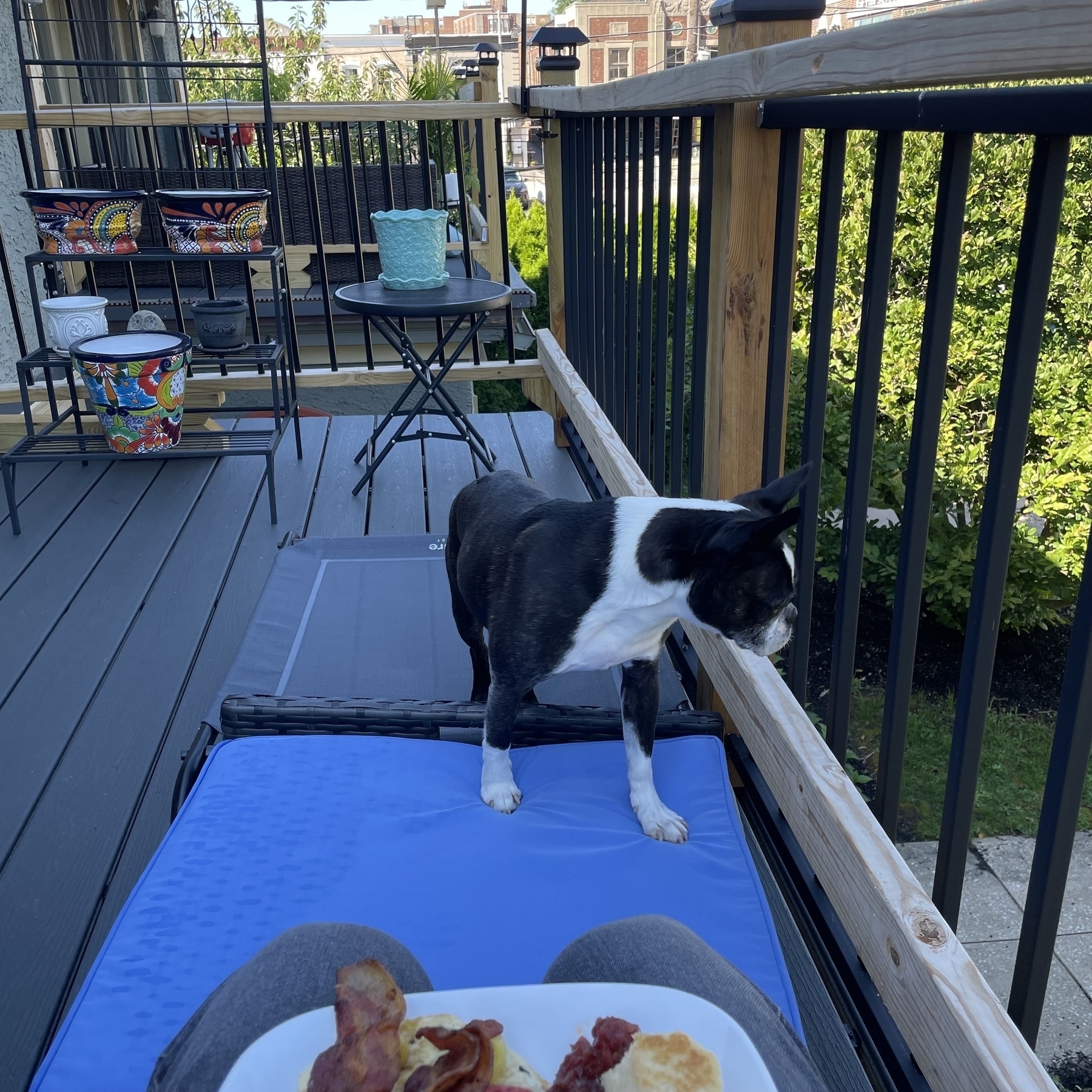 Photo from point of view of sitting in a chair on our balcony, looking out over the balcony railings. Brick building in distance, with our Boston terrier shown just in front of me and my knees with partially visible plate of breakfast food in foreground. 